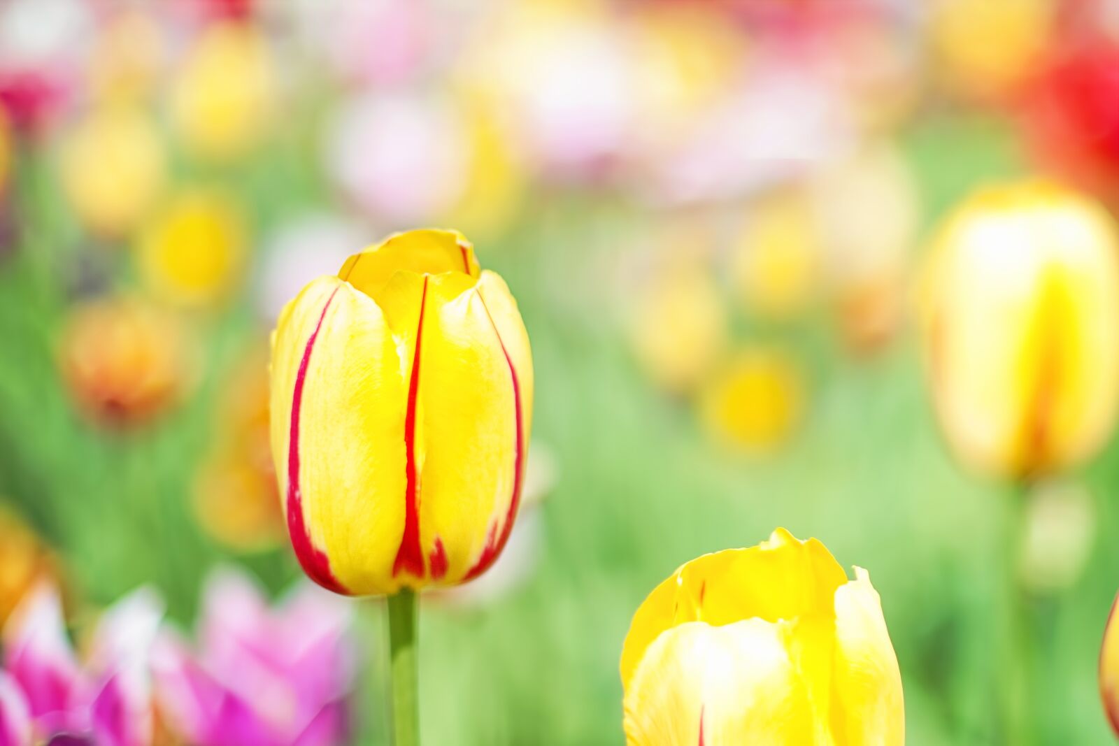 Canon EOS 5D Mark III sample photo. Tulips, pink, garden photography