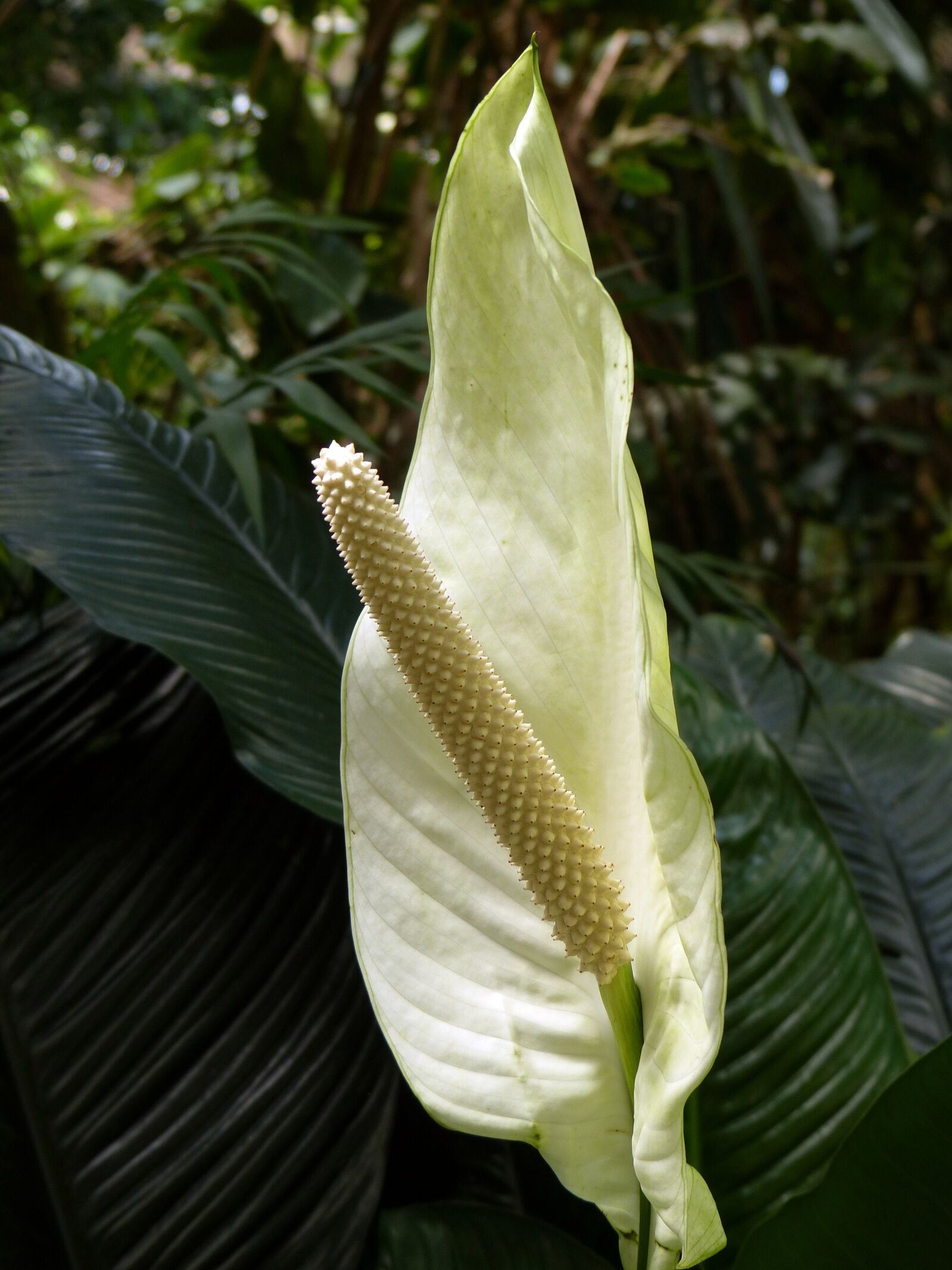 Panasonic Lumix DMC-FZ200 sample photo. Monstera deliciosa, plant, blossom photography