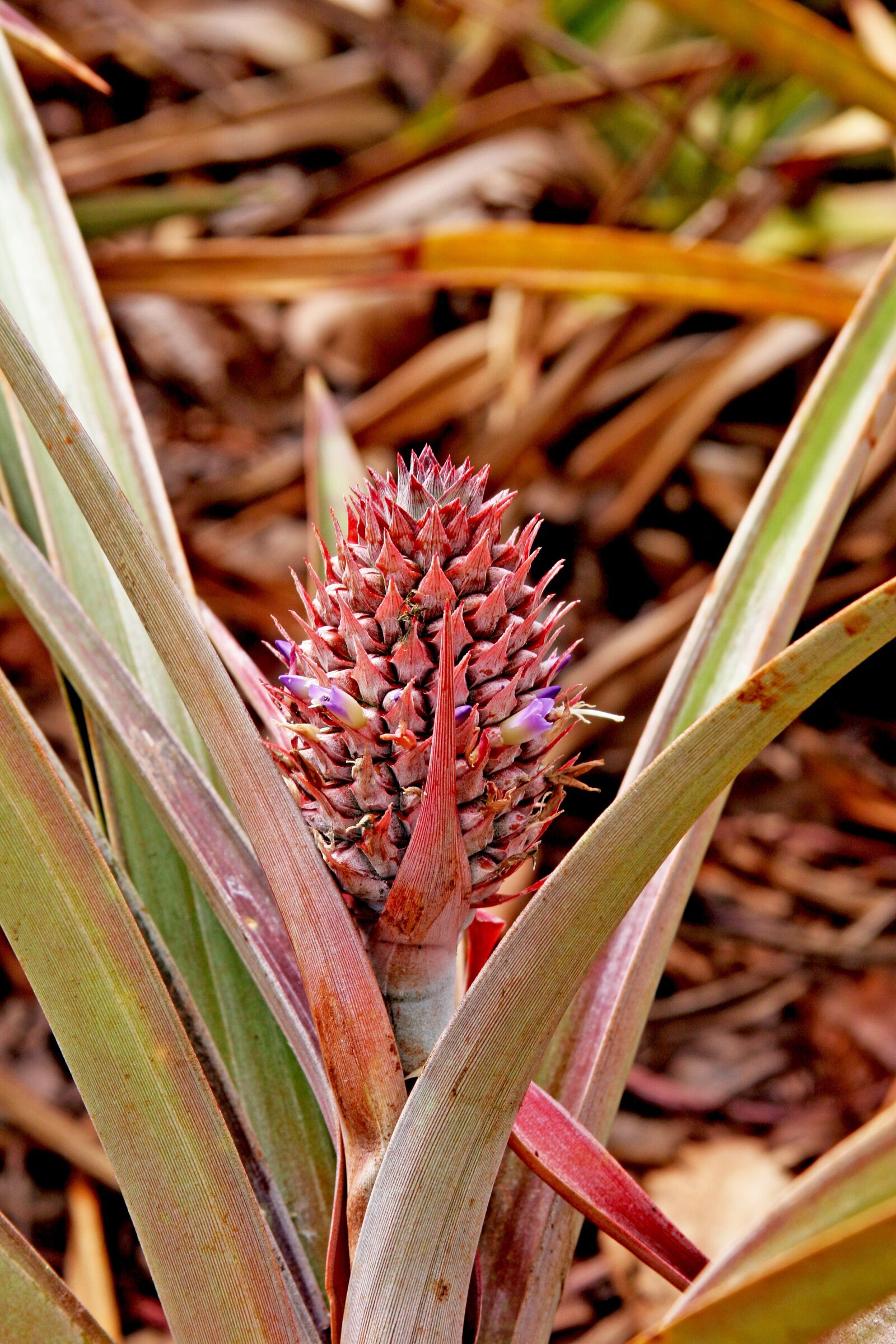 Canon EOS 20D sample photo. Pineapple, plant, small photography