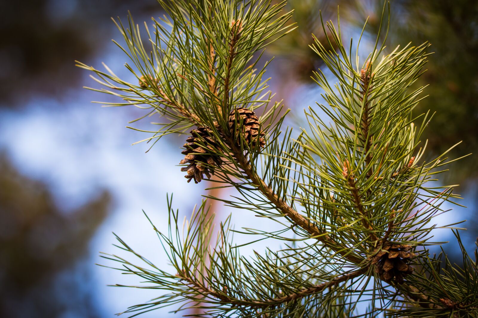 Tamron SP 150-600mm F5-6.3 Di VC USD sample photo. Pine cones, branch, close photography