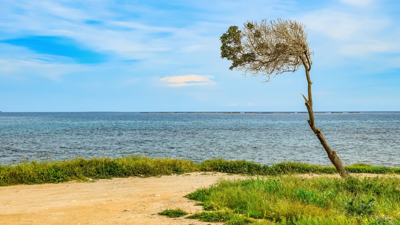 Nikon D3300 sample photo. Nature, landscape, tree photography