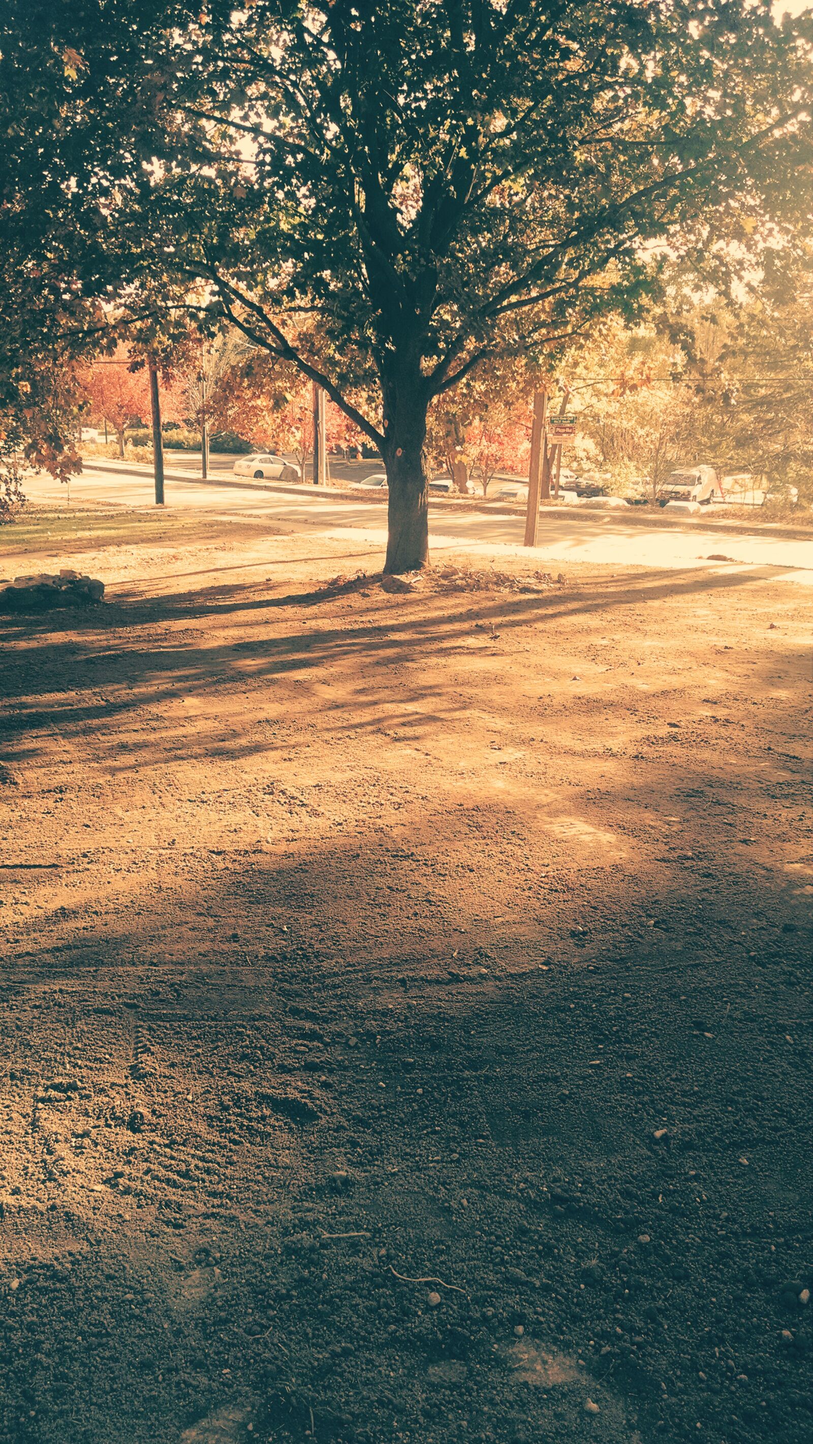 Motorola Moto X (1st Gen) sample photo. Nature, tree photography