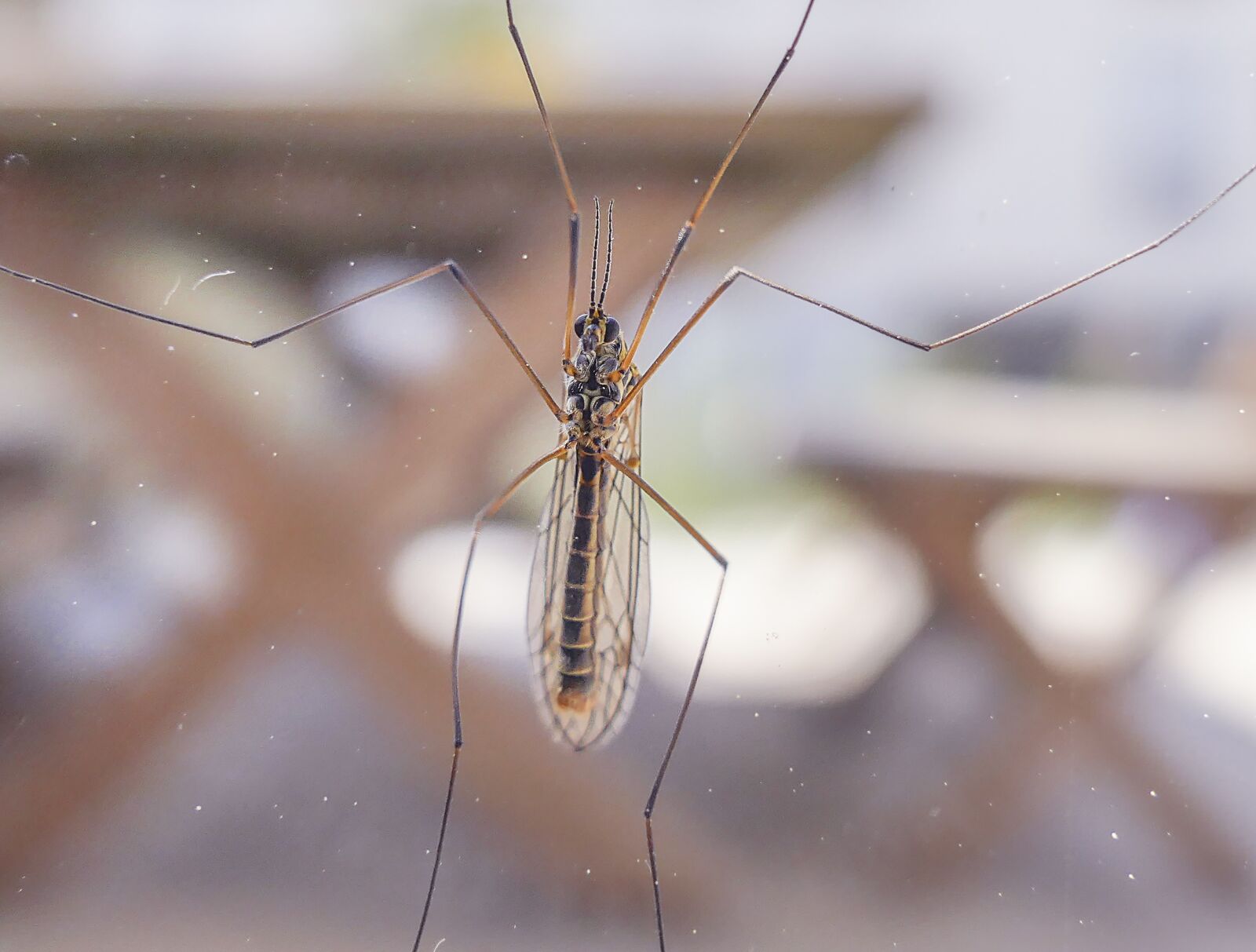 Panasonic Lumix DMC-FZ1000 sample photo. Insect, invertebrate, mosquito photography