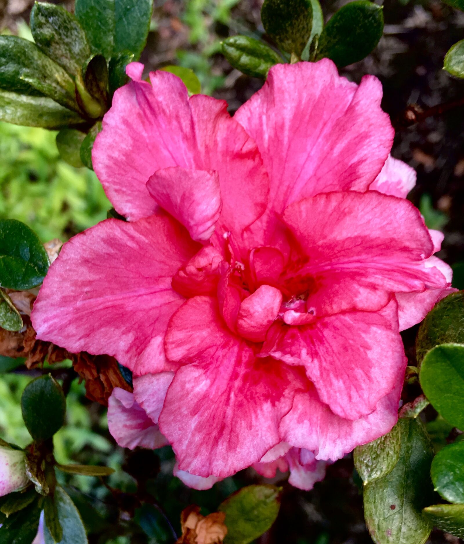 Apple iPhone 6s Plus sample photo. Pink flower, rosa, flower photography
