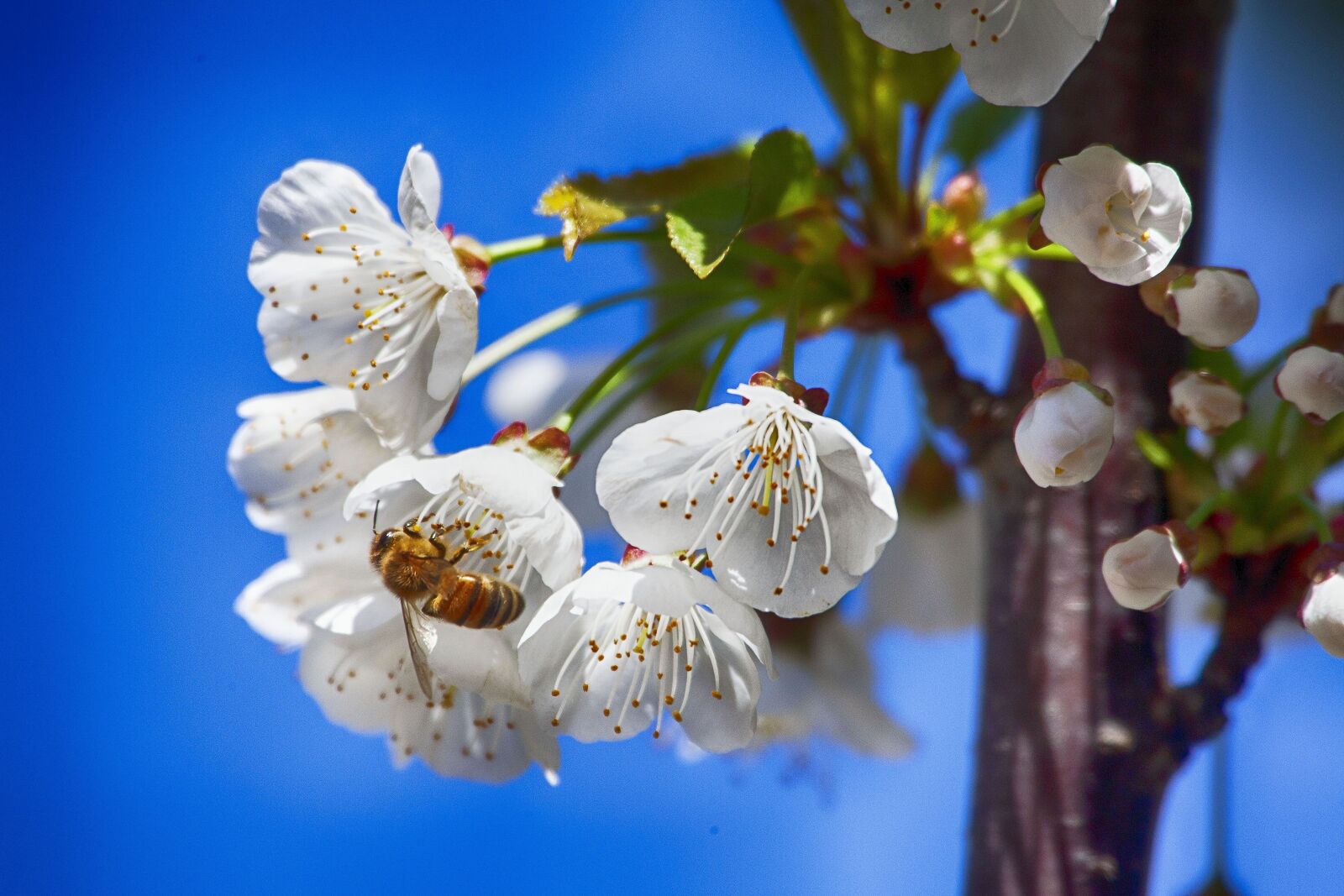 Canon EOS 5D Mark II sample photo. Flower, bee, insect photography