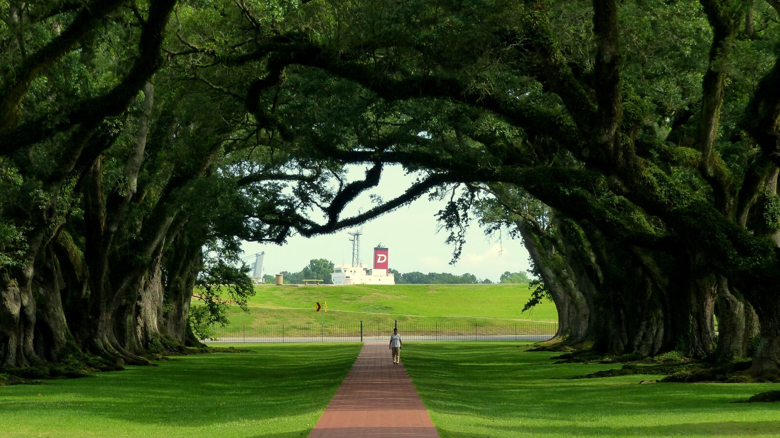 Panasonic Lumix DMC-FZ200 sample photo. Nature, louisiana, trees photography