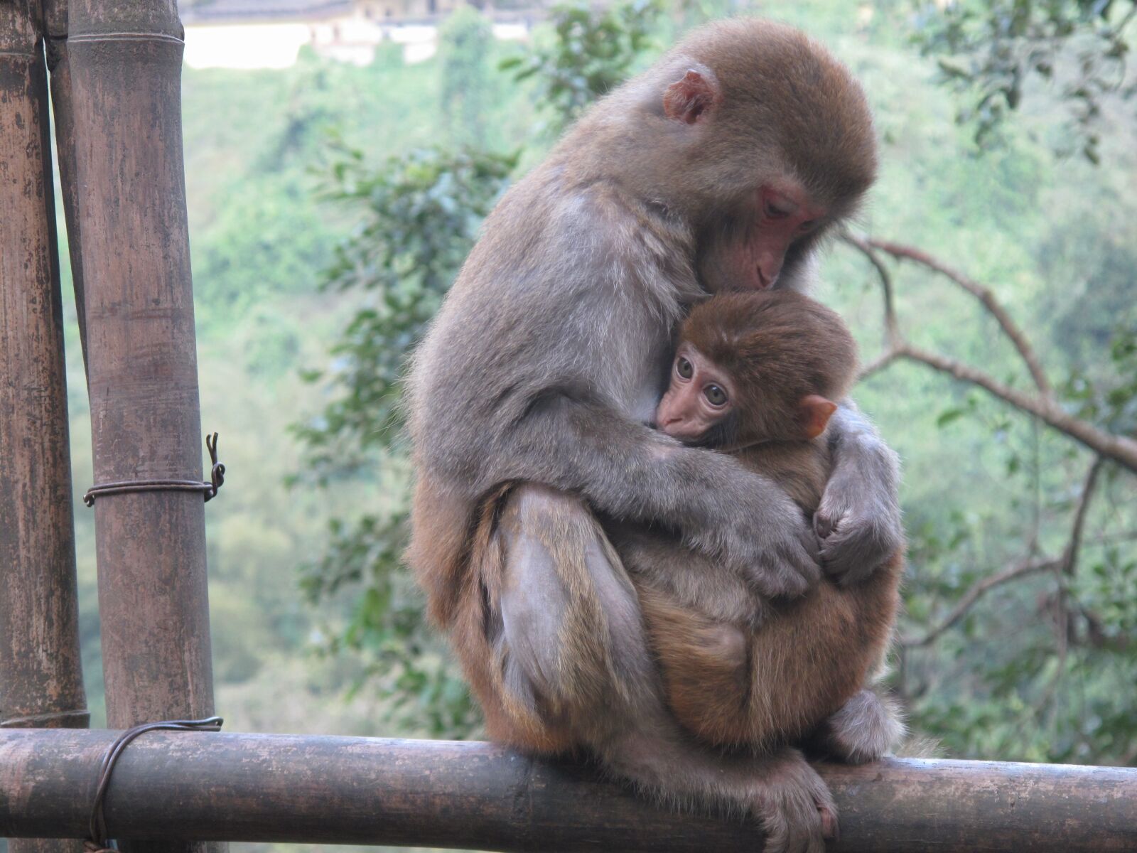 Canon PowerShot G10 sample photo. Monkey, macaque, animal photography