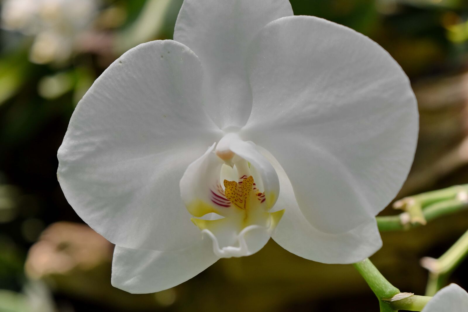Nikon D5500 sample photo. Flower bud, flower garden photography
