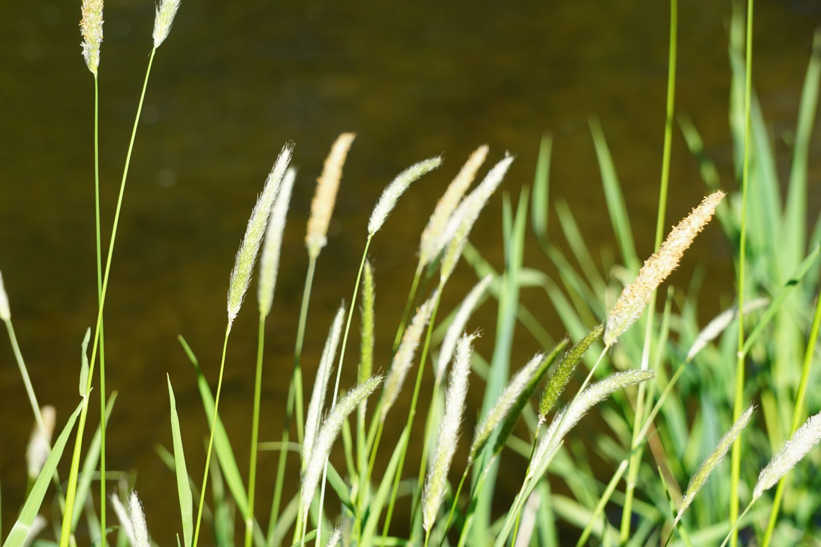 Sony E 55-210mm F4.5-6.3 OSS sample photo. Halme, grasses, river photography