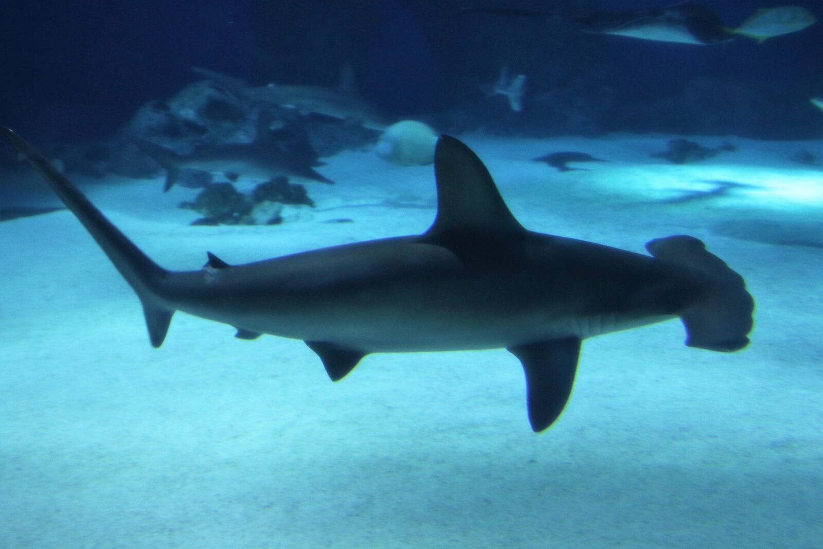 Canon EOS 7D Mark II sample photo. Animal, aquarium, danger, dangerous photography