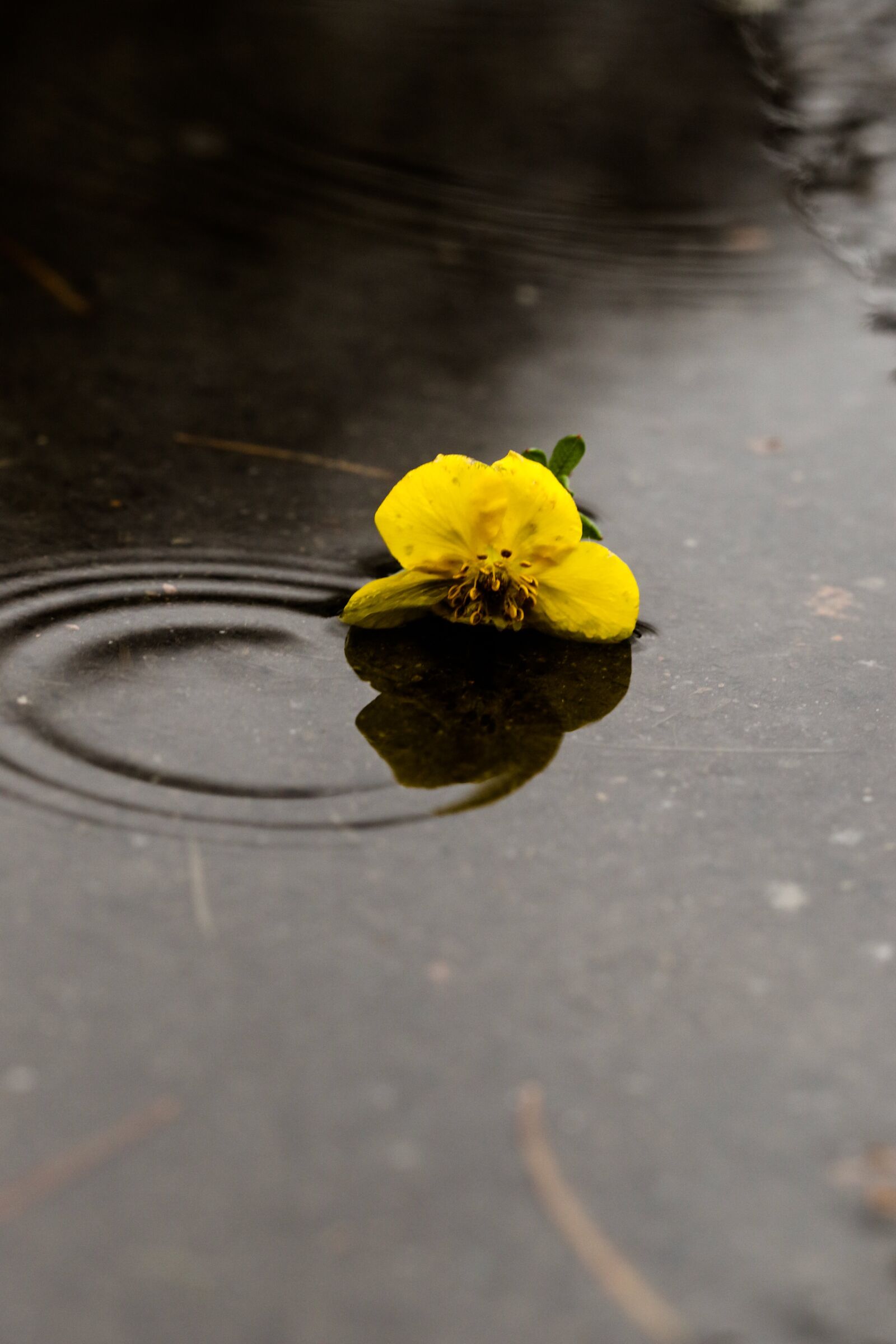 Canon EOS 7D Mark II sample photo. Flower, puddle, rain photography