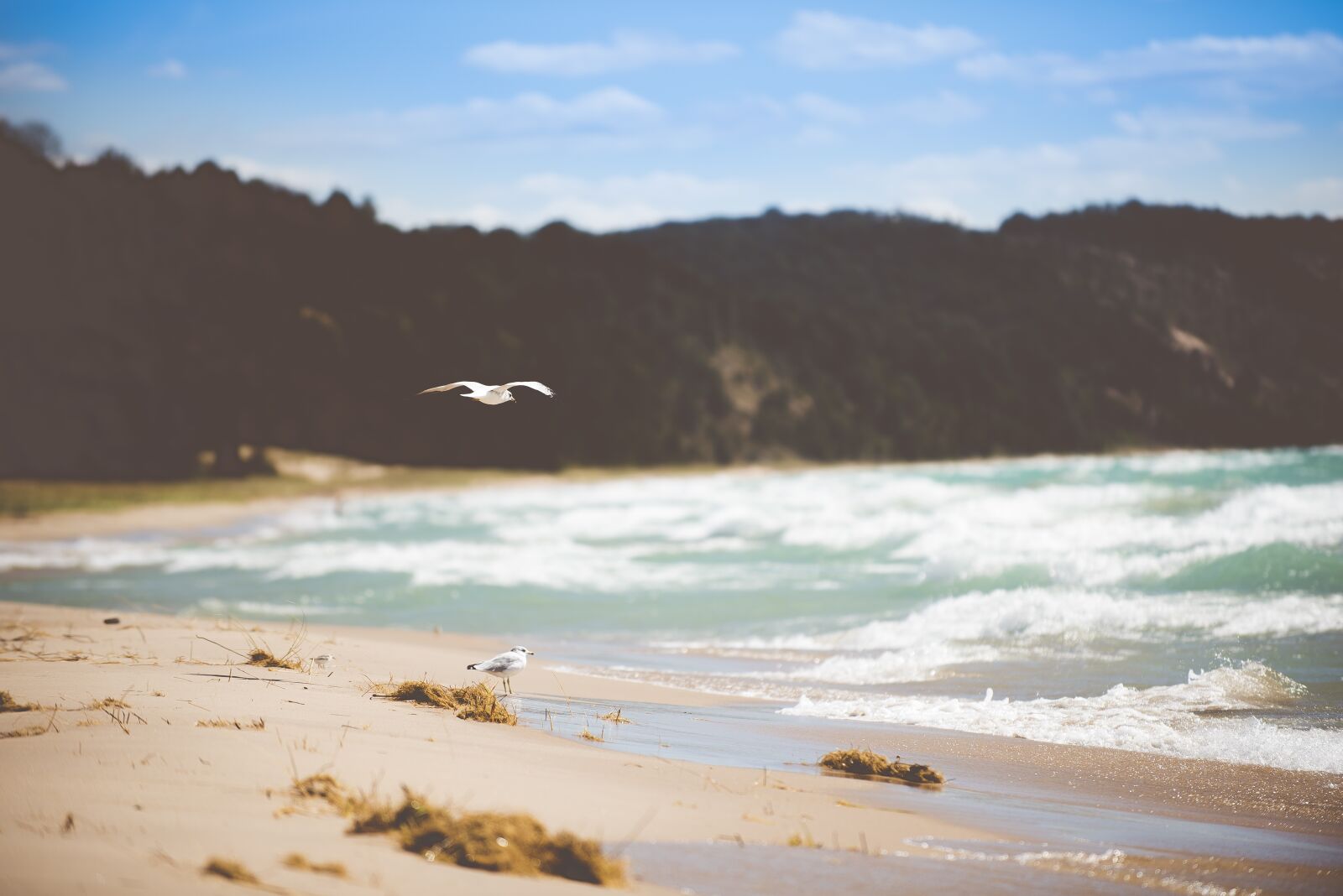 Nikon D750 sample photo. Avian, beach, birds photography