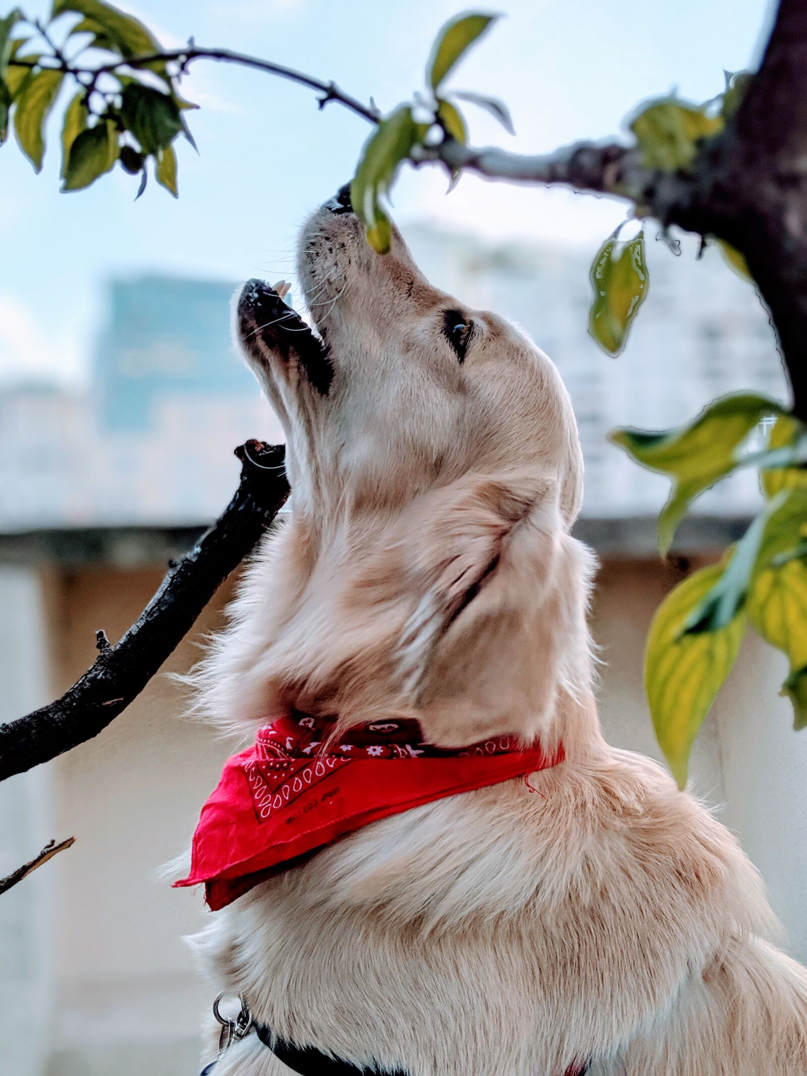 Google Pixel 3 sample photo. Dog, golden retriever, animal photography