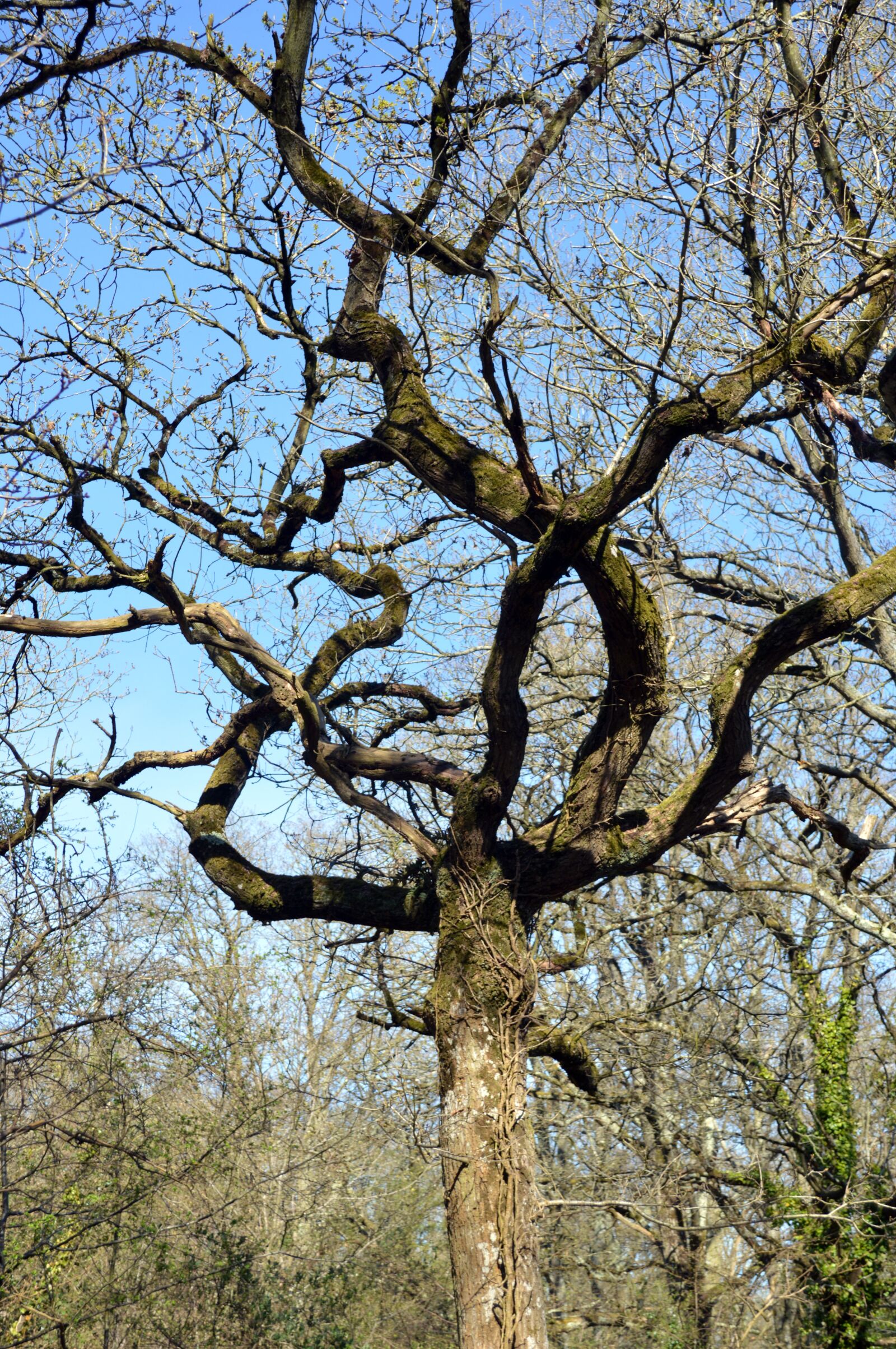 Nikon D3200 sample photo. Tree, branch, nature photography