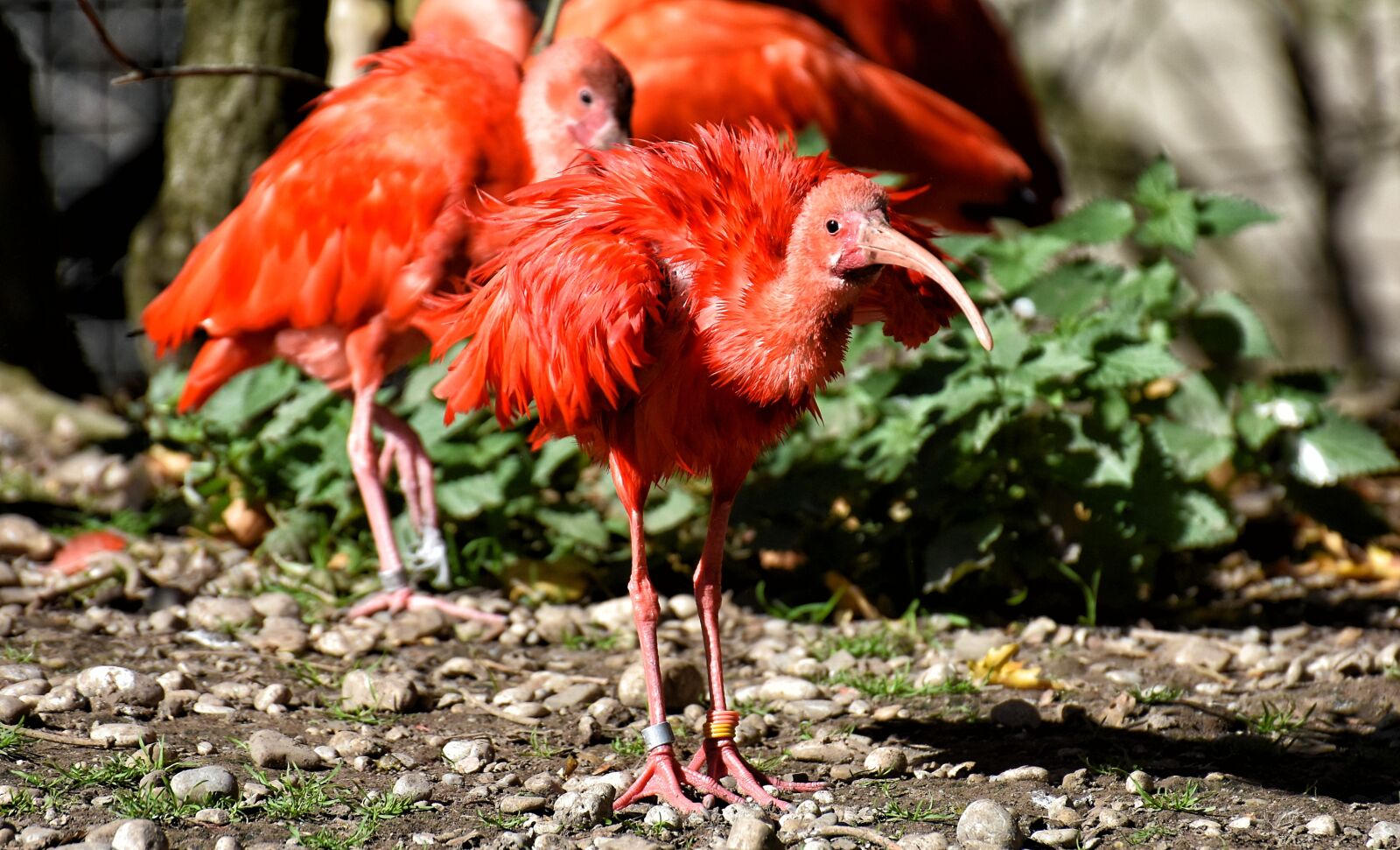 Nikon D7200 sample photo. Ibis, eudocimus ruber, scarlet photography