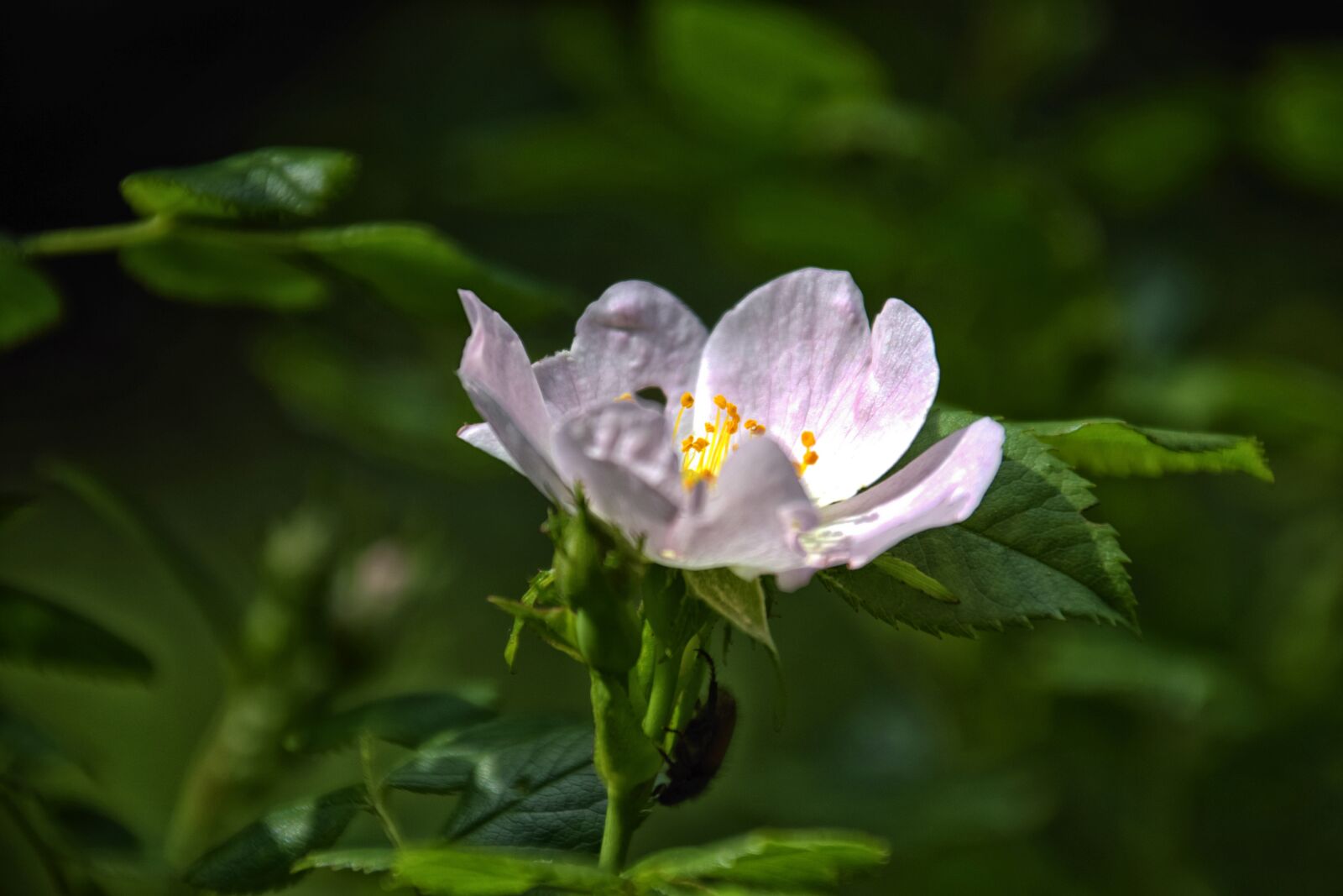 Nikon D5300 sample photo. Flower, nature, spring photography