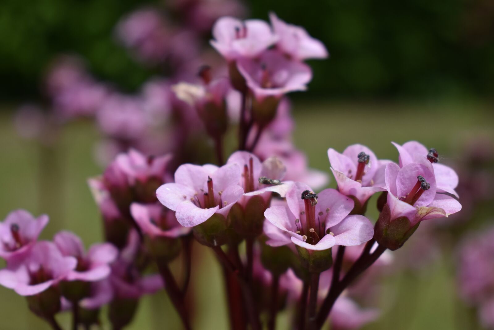 Nikon D3400 sample photo. Flower, spring, garden photography