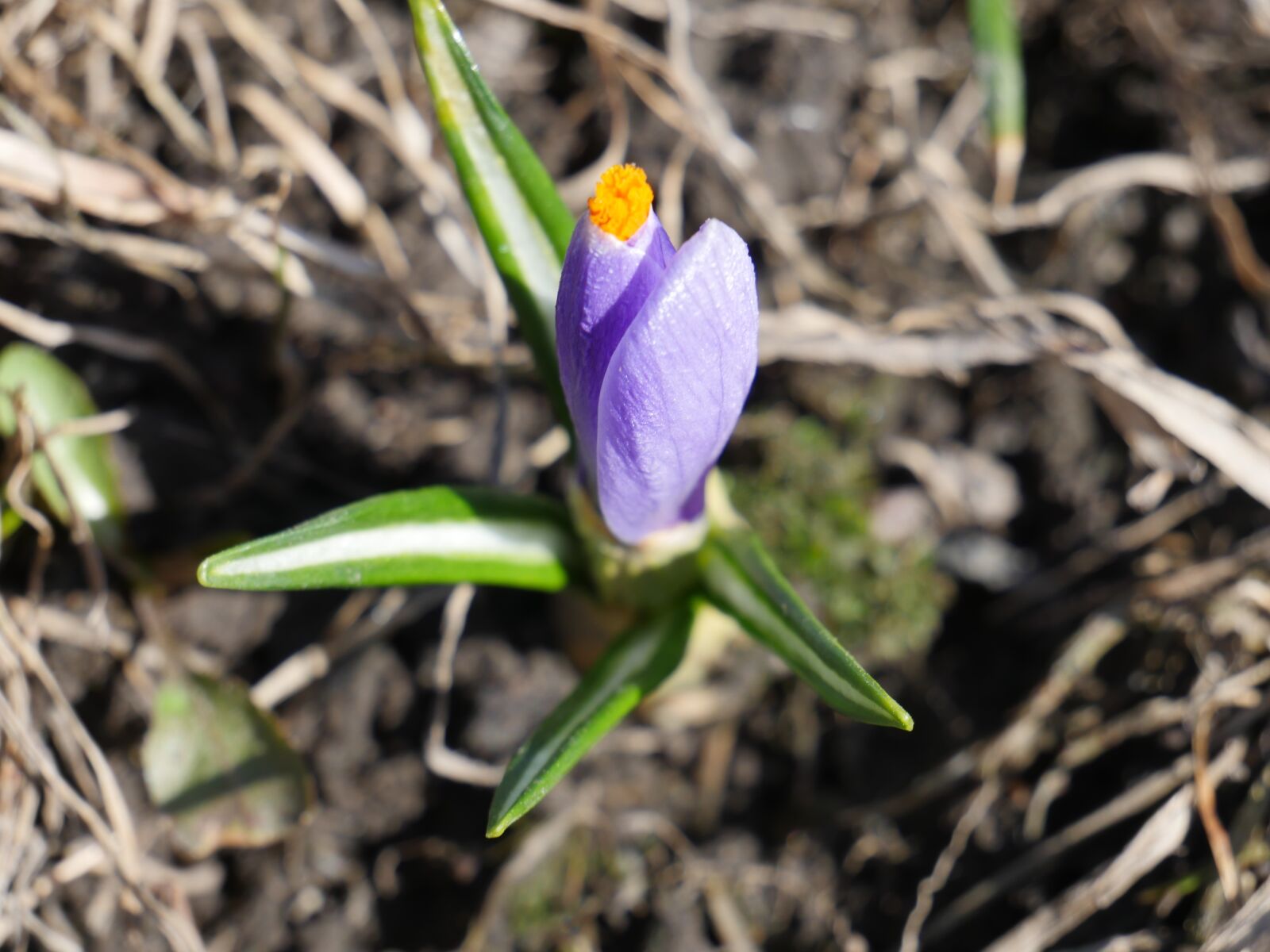 Panasonic Lumix DMC-GH4 sample photo. Flower, nature, petal photography