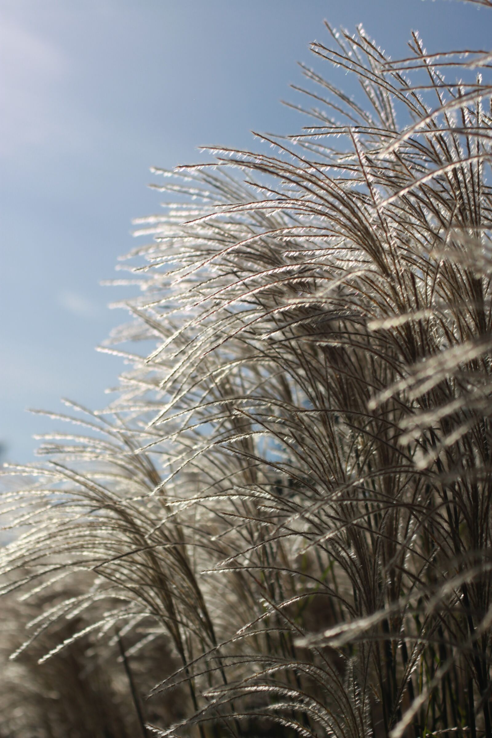 Canon EOS 500D (EOS Rebel T1i / EOS Kiss X3) sample photo. Reed, autumn, nature photography