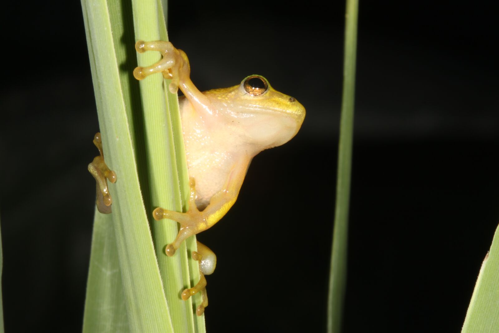 Canon EOS 500D (EOS Rebel T1i / EOS Kiss X3) sample photo. Frog, durban, south africa photography