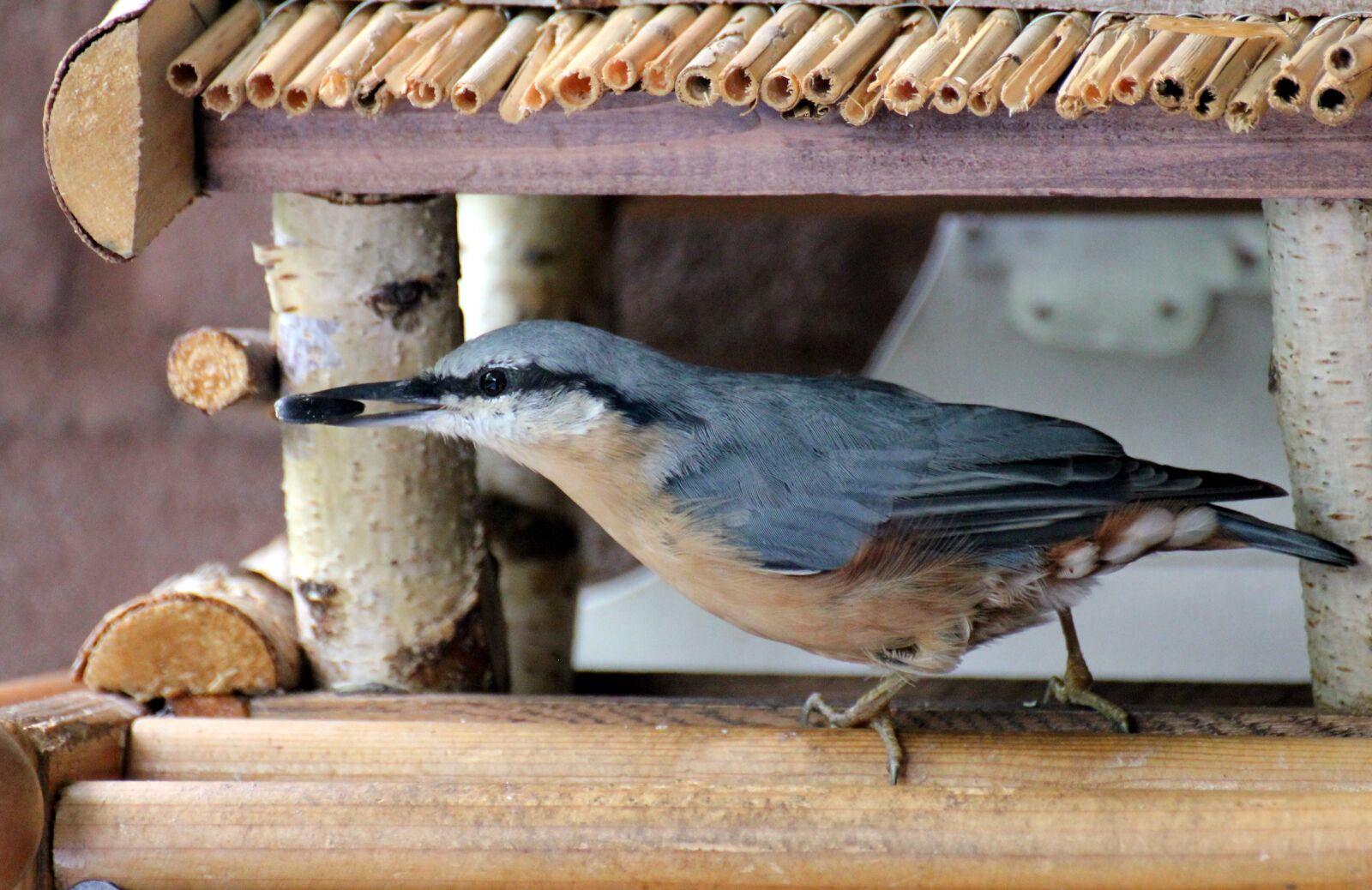 Canon EOS 550D (EOS Rebel T2i / EOS Kiss X4) sample photo. Bird, kleiber, garden photography