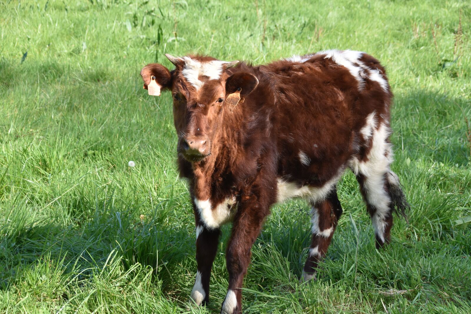 Nikon D5600 sample photo. Cow, cowhide, cattle photography