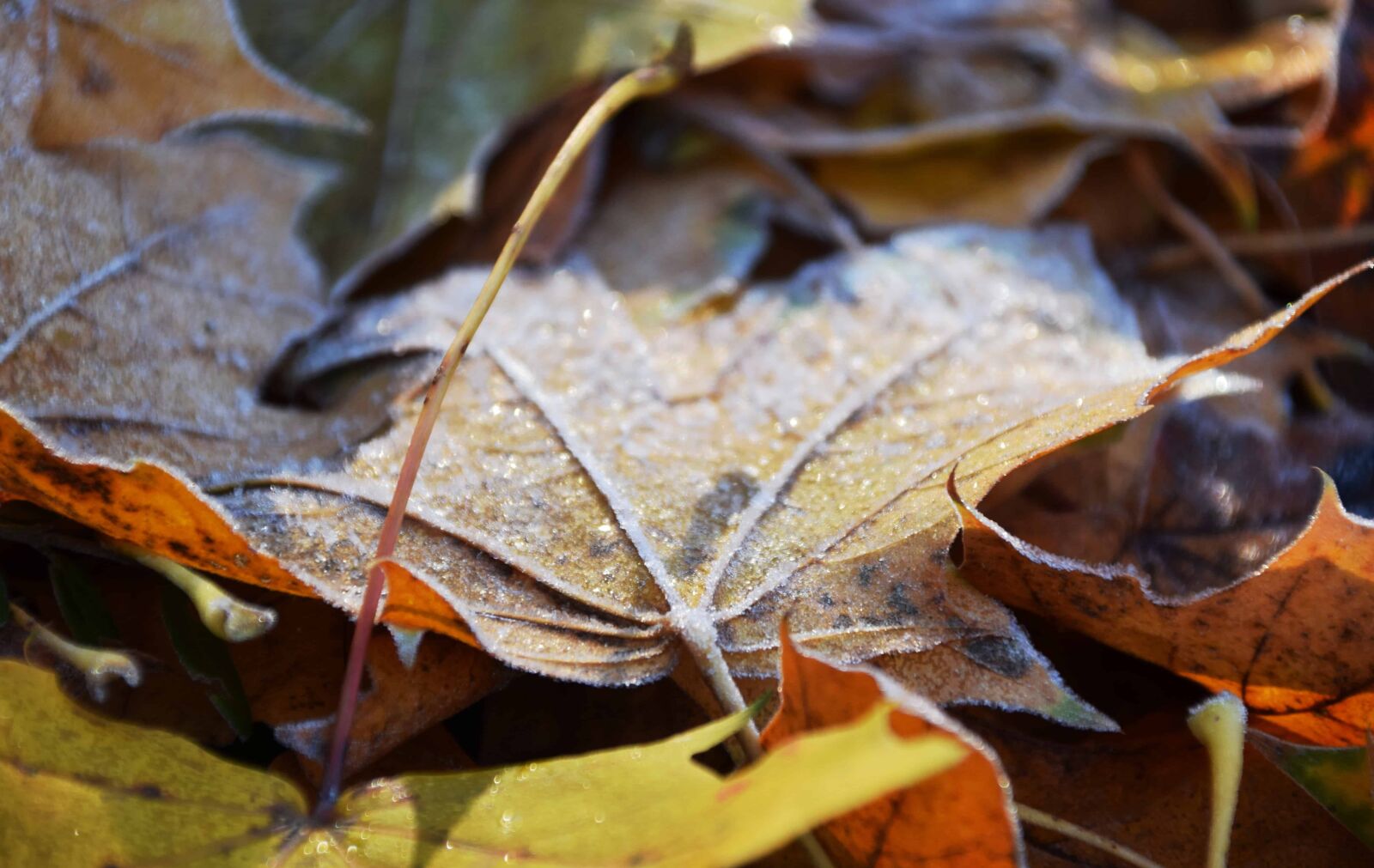 Nikon D3300 sample photo. Dry, forest, leaf, nature photography