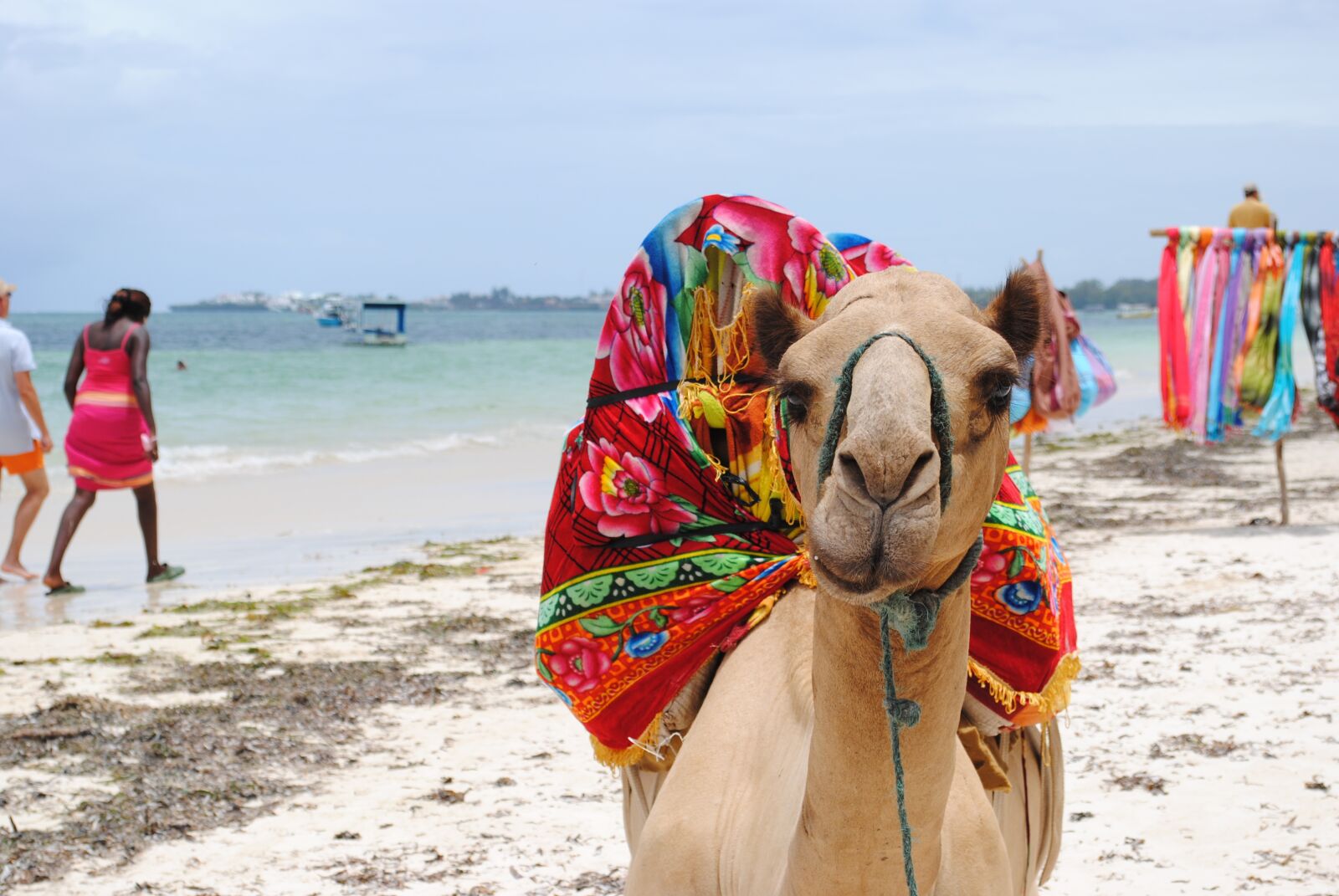 Nikon D3000 sample photo. Camel, kenya, africa photography