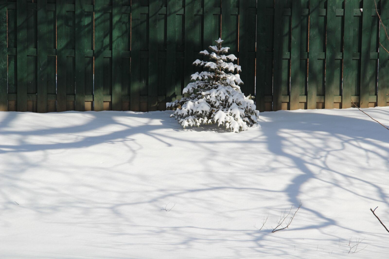 Canon EOS 600D (Rebel EOS T3i / EOS Kiss X5) sample photo. Christmas, tree, snow photography