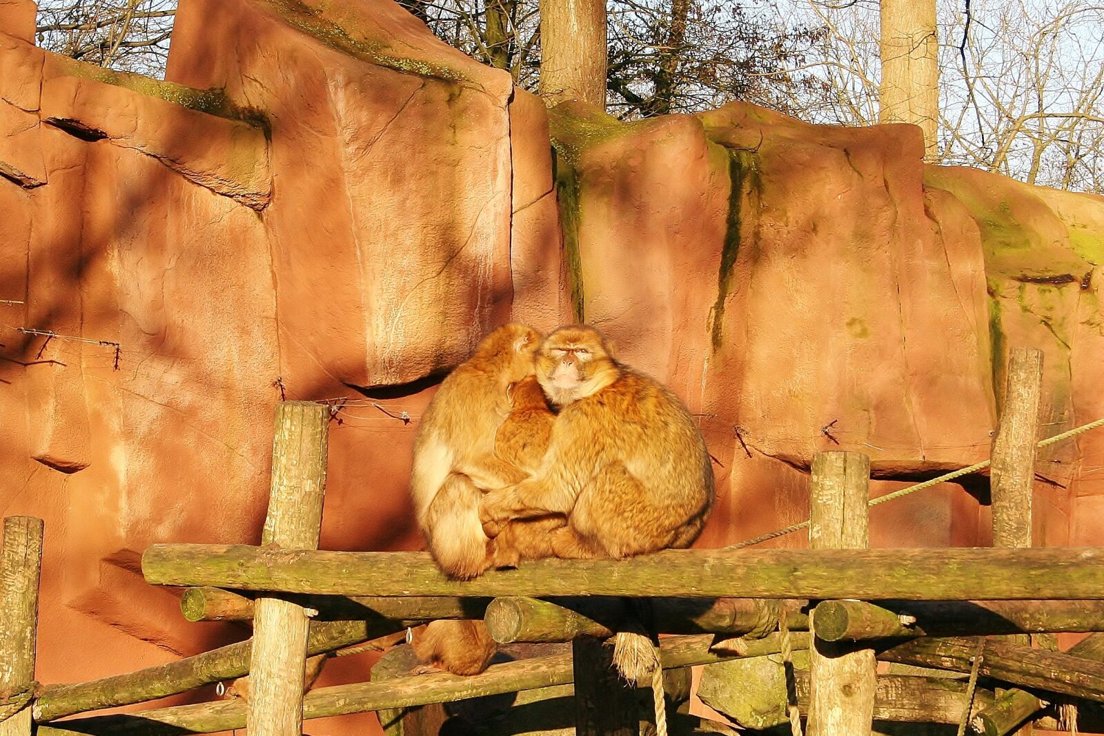Canon EOS 350D (EOS Digital Rebel XT / EOS Kiss Digital N) sample photo. Barbary macaque, monkey, mammal photography