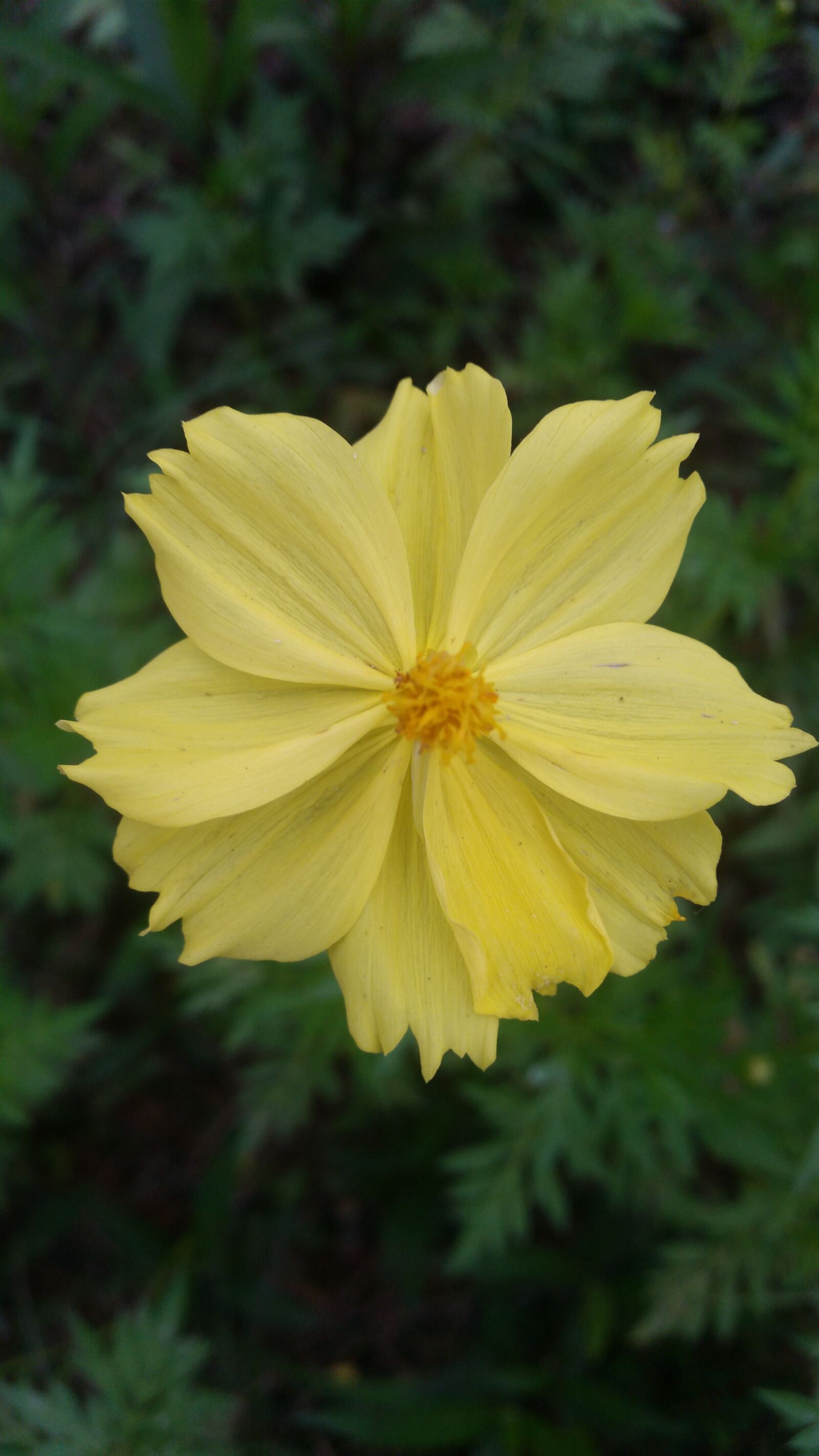 Samsung Galaxy S5 sample photo. Flowers, yellow flowers, flower photography