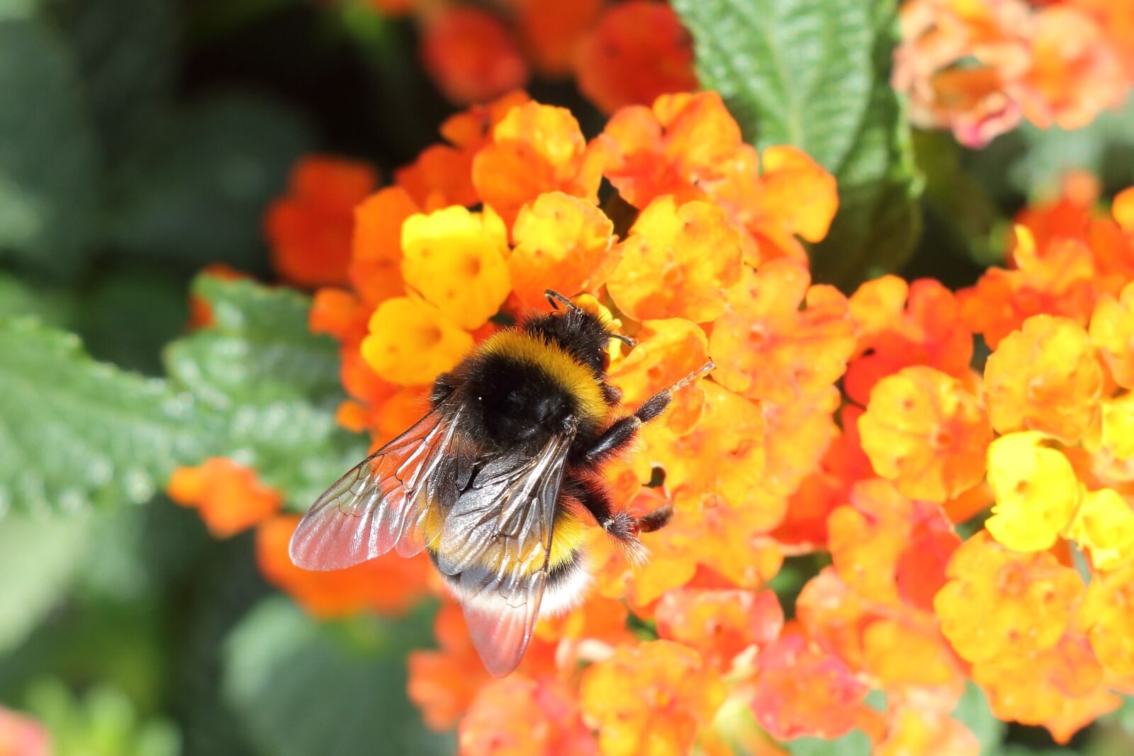 Canon EOS 700D (EOS Rebel T5i / EOS Kiss X7i) sample photo. Hummel, insect, blossom photography