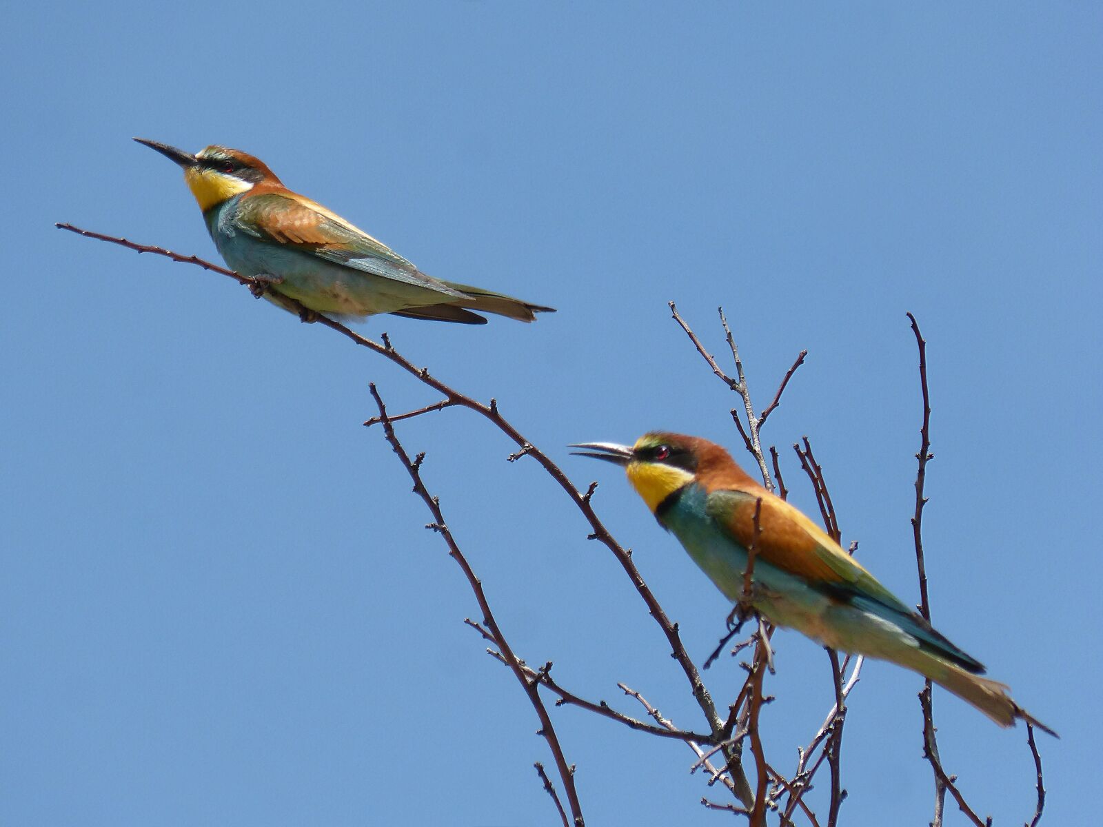 Panasonic DMC-FZ62 sample photo. Couple, bee-eater, abellarol photography
