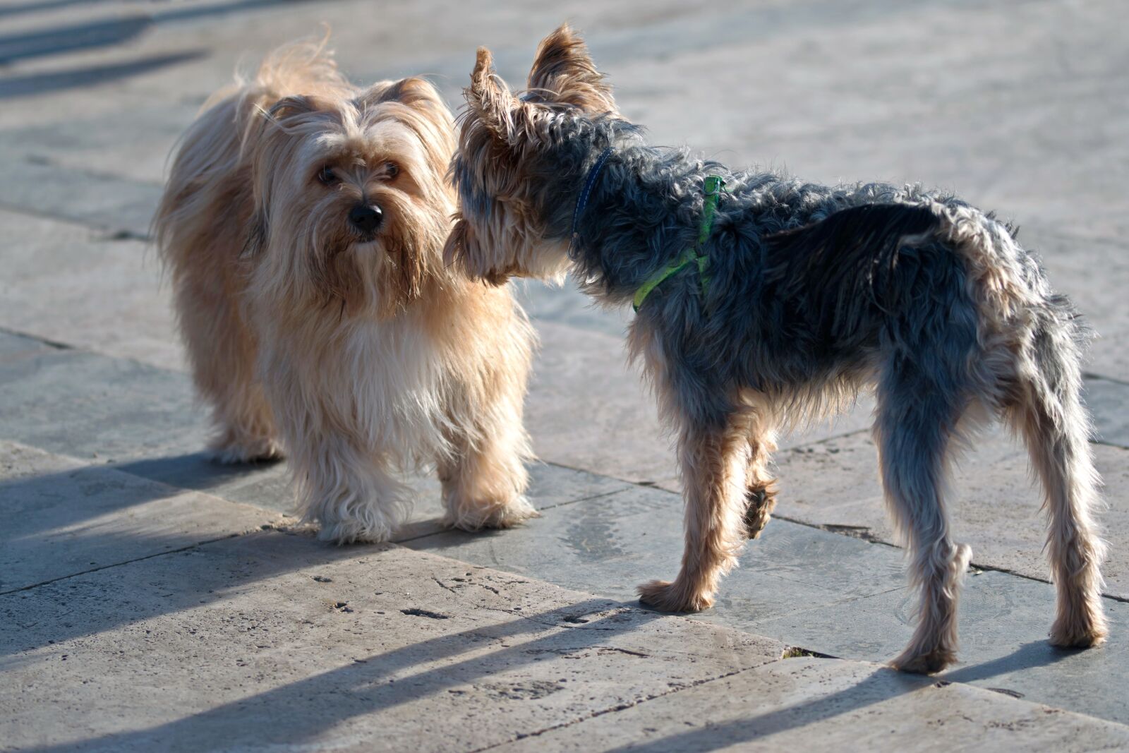 Nikon D5300 sample photo. Dogs, the different races photography