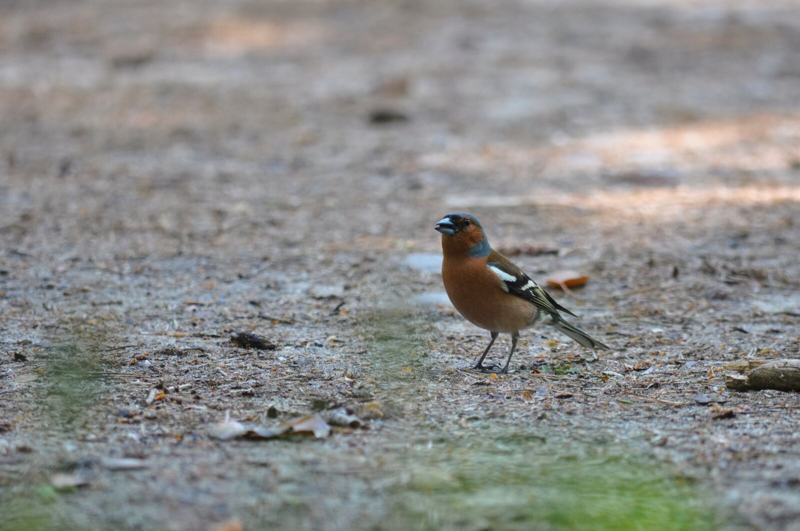 Nikon D90 sample photo. Chaffinch, fringilla coelebs, fink photography