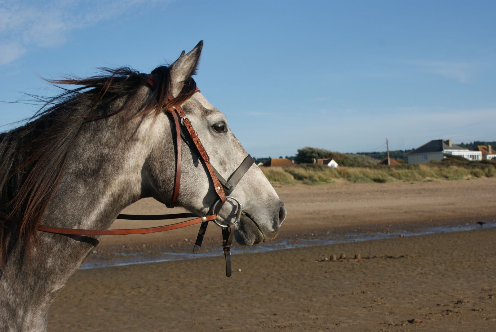 Sony Alpha DSLR-A200 sample photo. Beach, portrait, horse photography