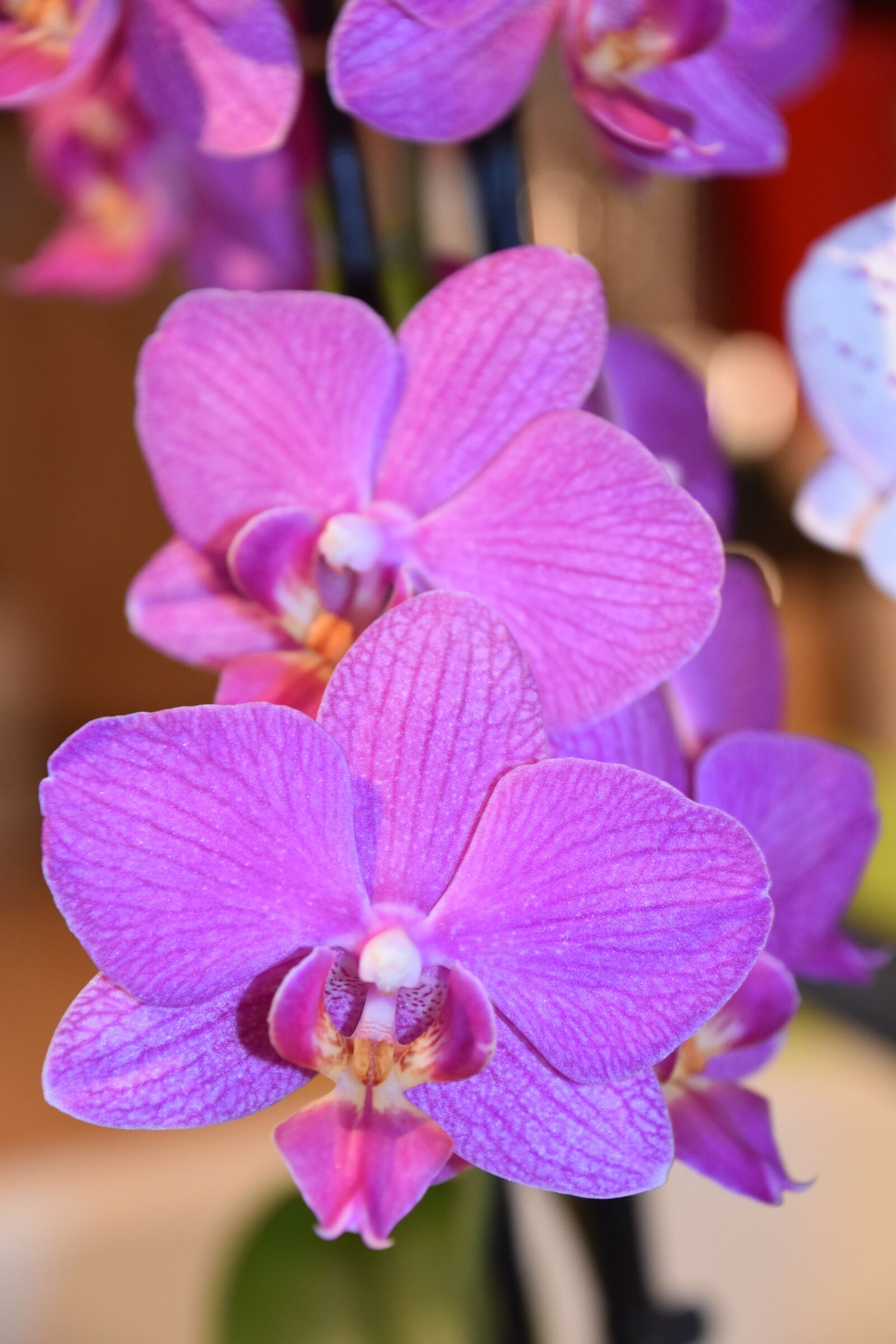 Nikon D5600 sample photo. Flower, plant, nature photography