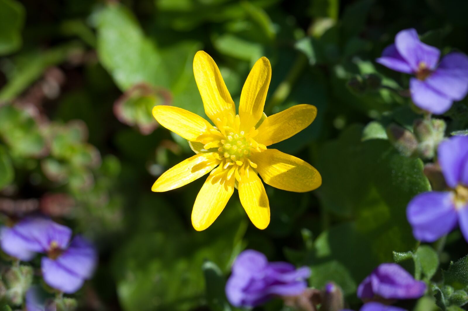 Nikon D90 sample photo. Celandine, plant, early bloomer photography