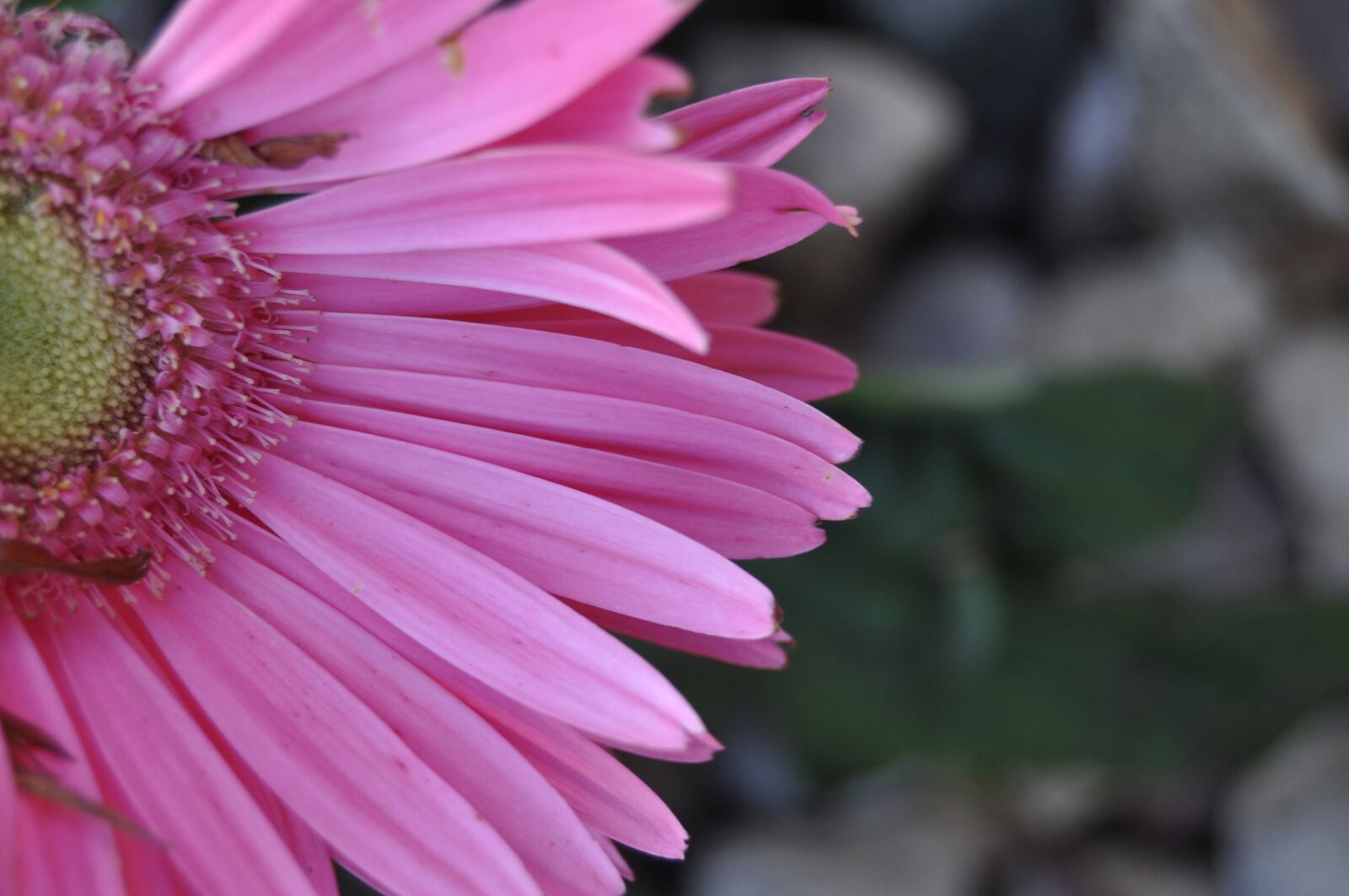Nikon D90 sample photo. Flower, pink, nature photography