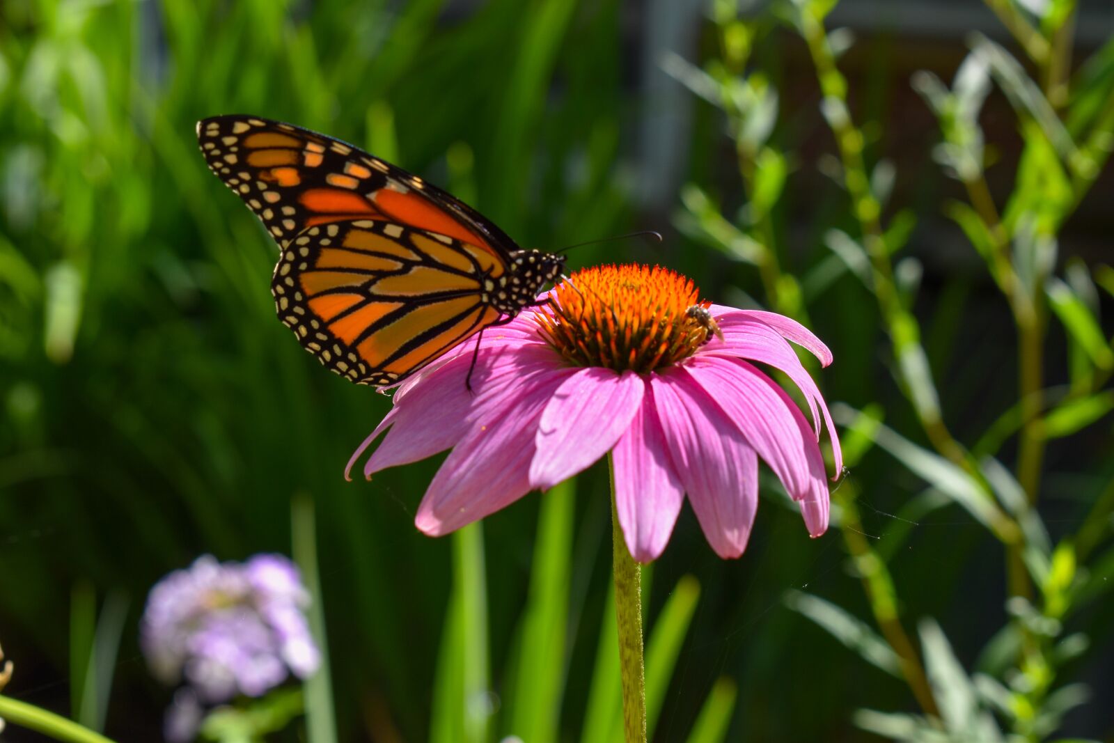 Nikon D5600 sample photo. Monarch, butterfly, pink photography