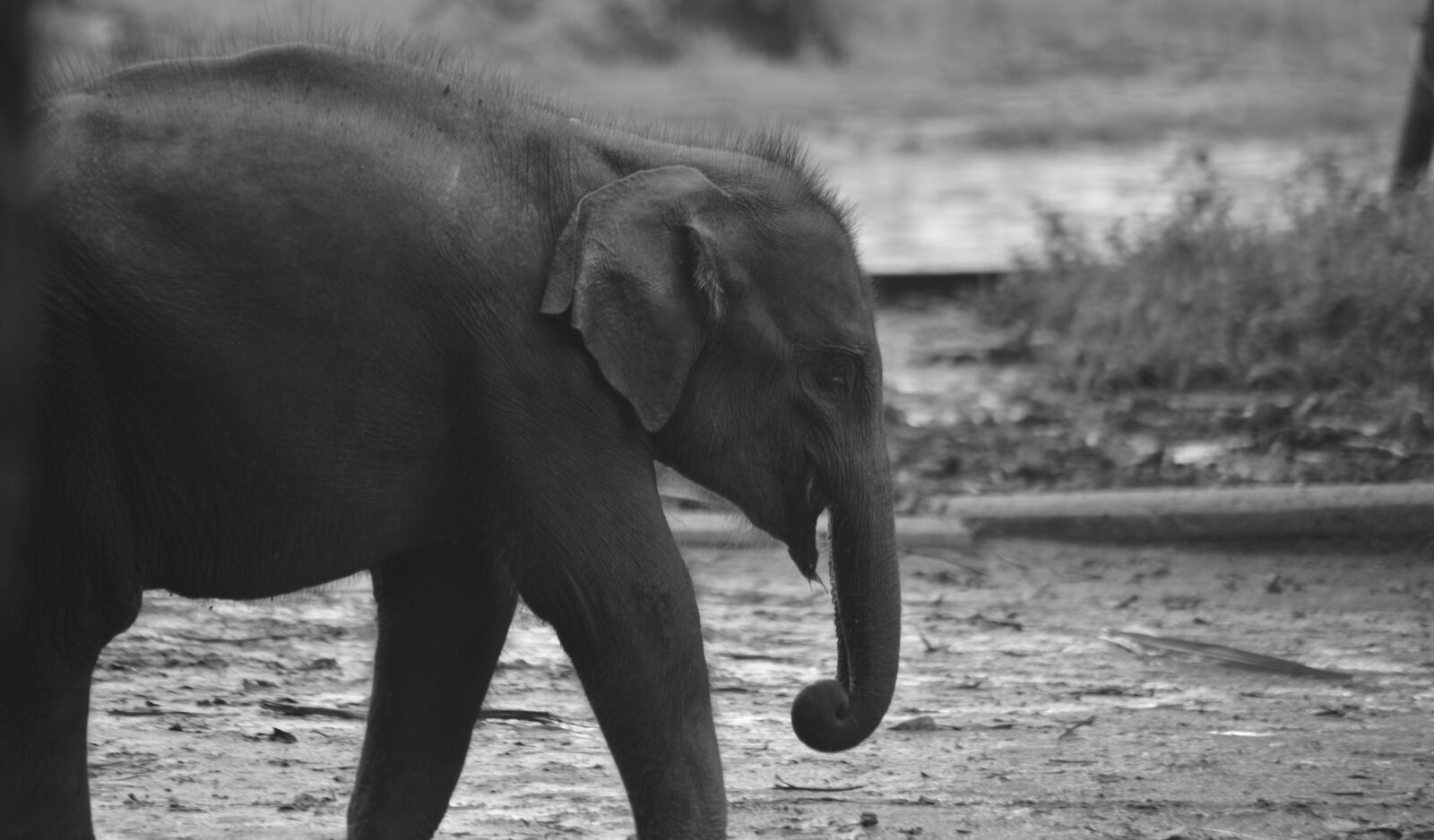 Nikon D800 sample photo. Baby, elephant, elephant, sri photography