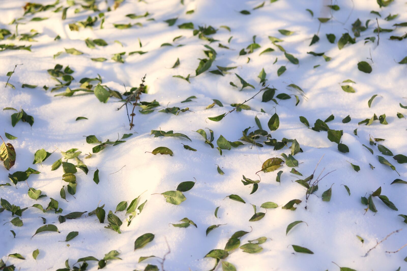 Canon EF-S 60mm F2.8 Macro USM sample photo. Leaves, snow, autumn photography