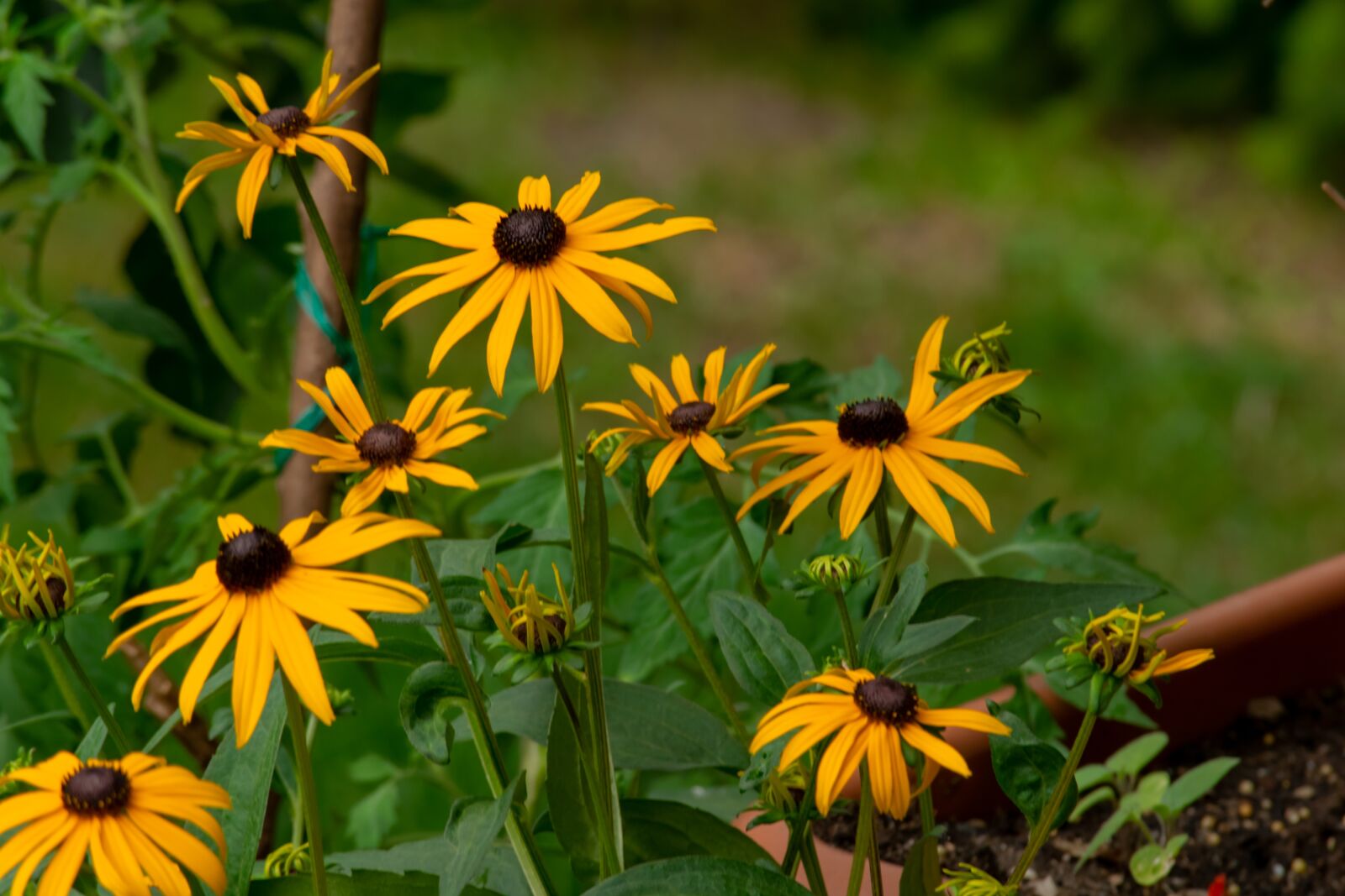 Nikon D3300 sample photo. Yellow, green, nature photography