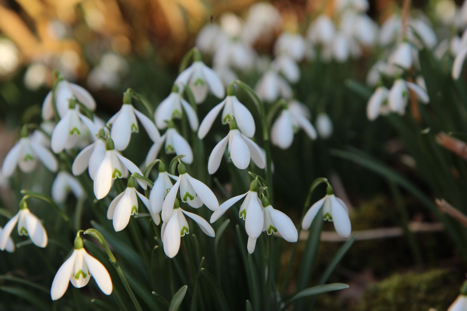 Canon EOS 600D (Rebel EOS T3i / EOS Kiss X5) sample photo. Perce-neige, white flowers, flowering photography