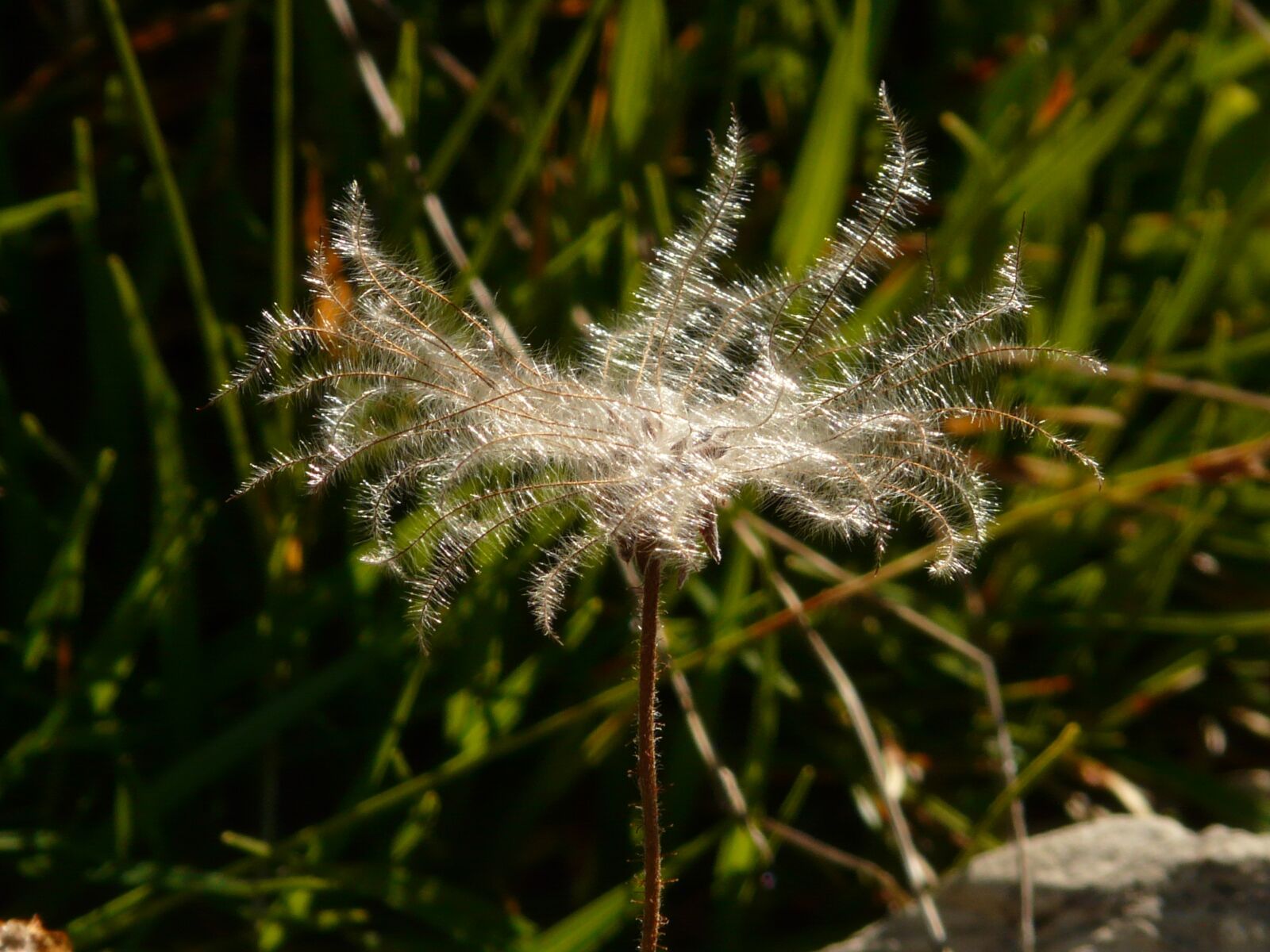 Panasonic DMC-FZ18 sample photo. Dryas octopetala, inflorescence, filigree photography