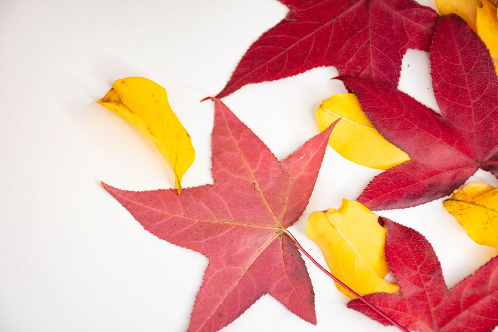 Nikon D7200 sample photo. Leaves, colorful, autumn photography