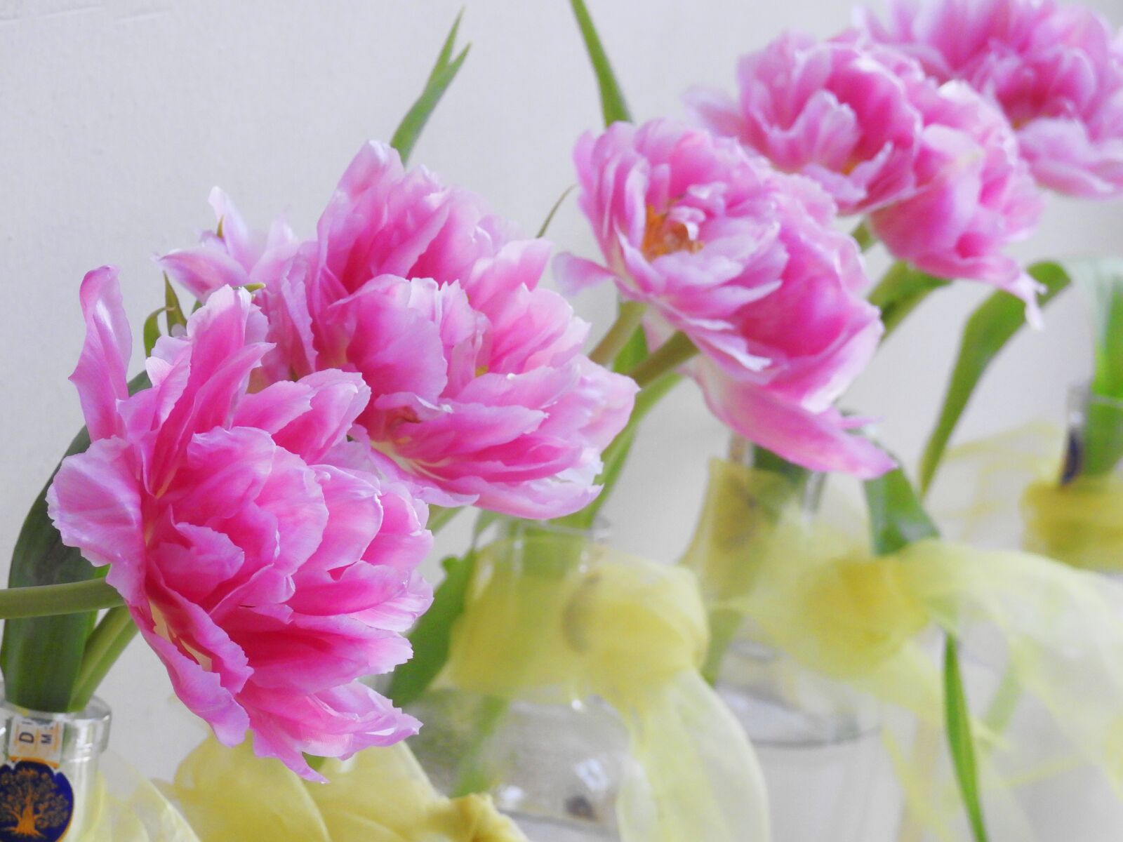 Nikon Coolpix P900 sample photo. Flowers, pink, tulip photography