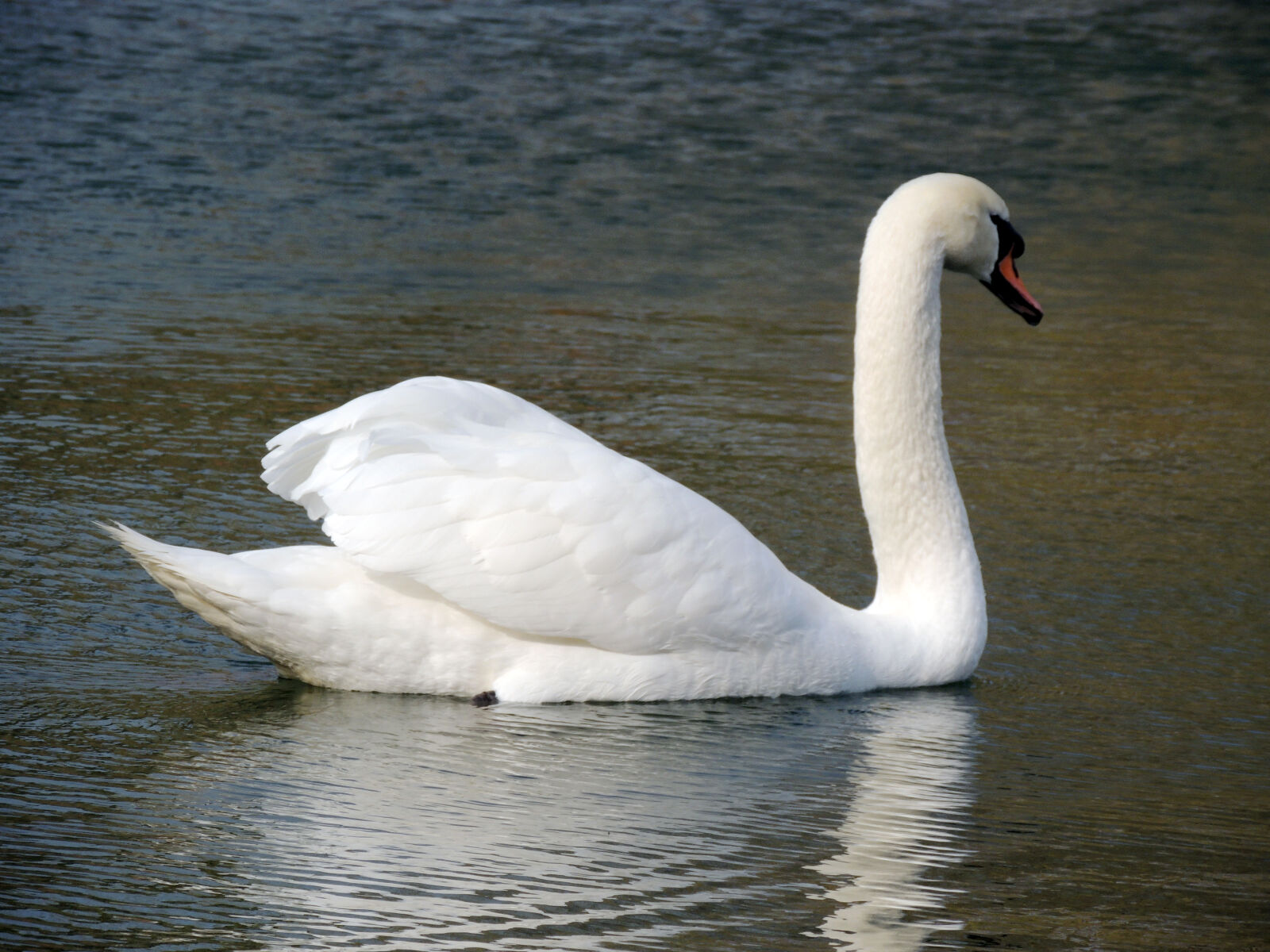 Nikon Coolpix P510 sample photo. Animal, animal, photography, bird photography