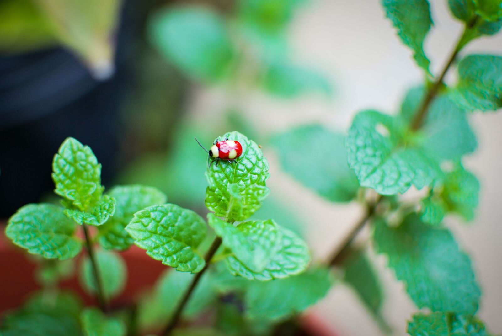 Nikon D60 sample photo. Nature, ladybug, insect photography