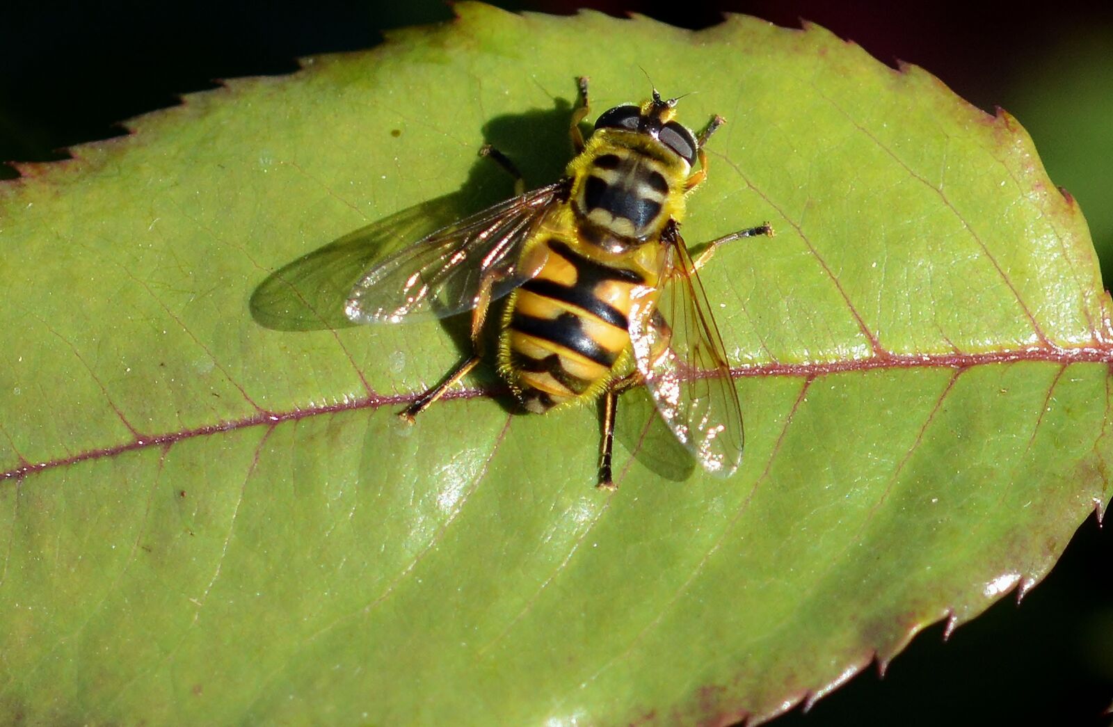 Nikon D5200 sample photo. Hoverfly, leaf, insect photography